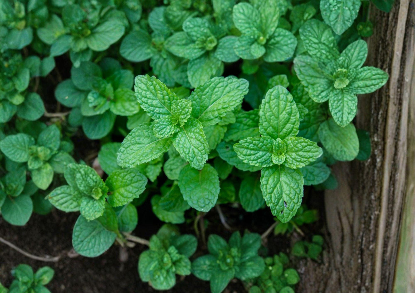 Peppermint Seeds 3000 Non-GMO Heirloom Mentha Piperita for Tea Culinary Use Aromatic Herb Garden Easy to Grow