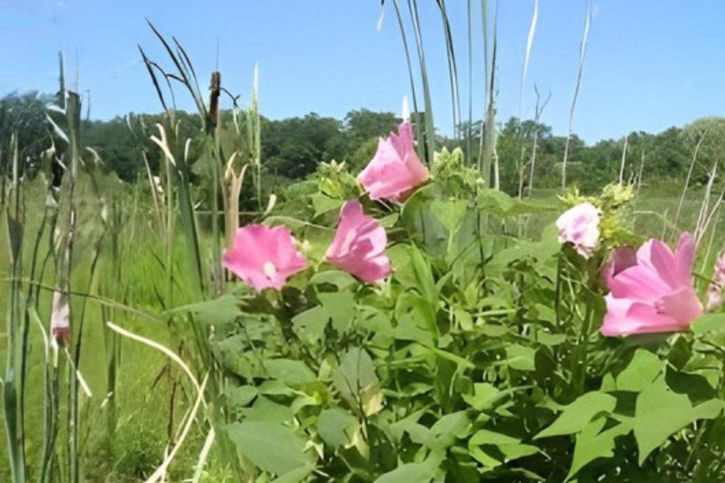 Swamp Rose Mallow Seeds (30) - Hibiscus moscheutos - Pink Blooms, Attracts Pollinators, Ideal for Ponds & Rain Gardens