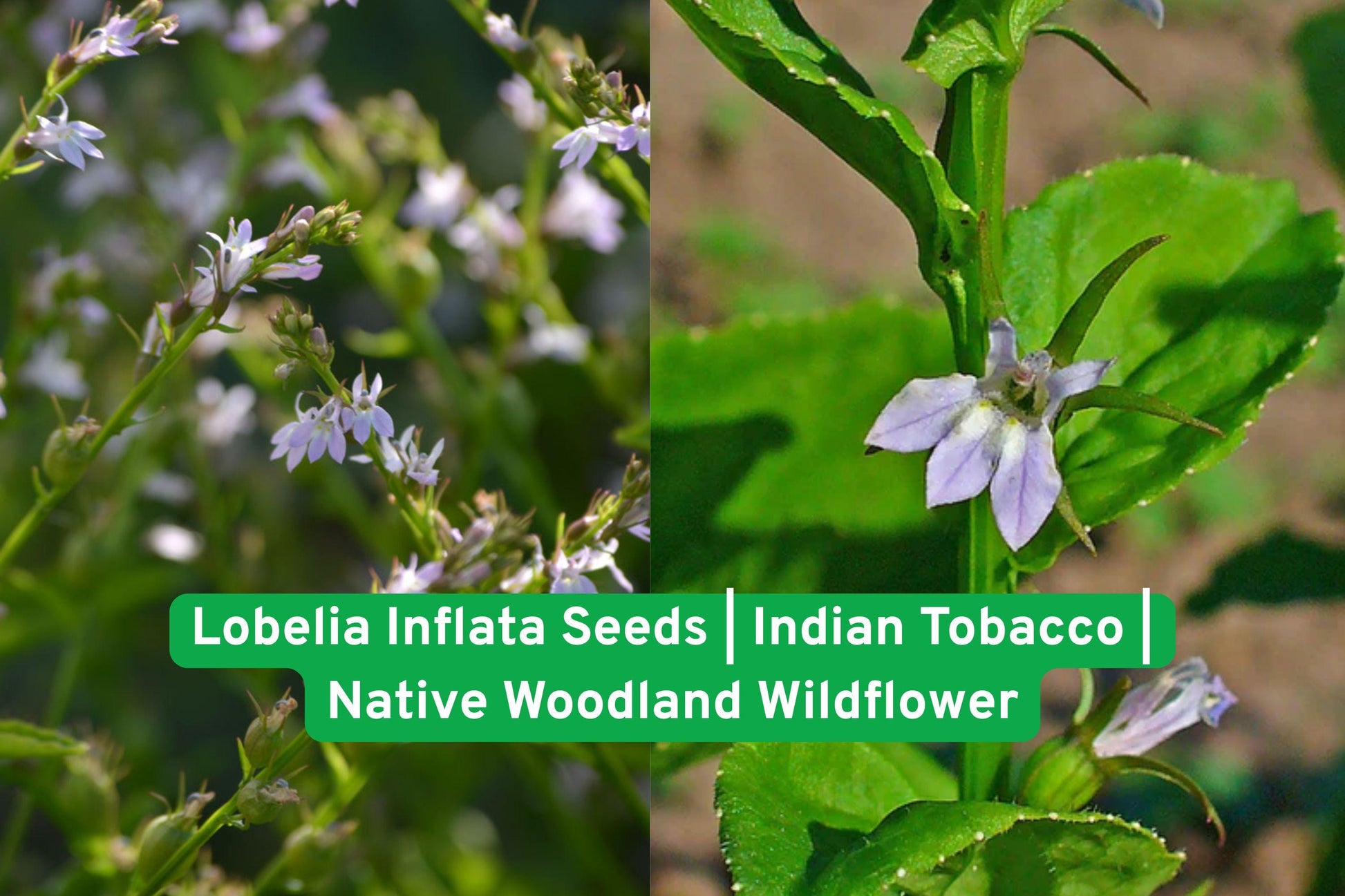 Lobelia Inflata Seeds | Indian Tobacco Wildflower | Native Woodland Plant | Medicinal Herb | Pollinator Friendly