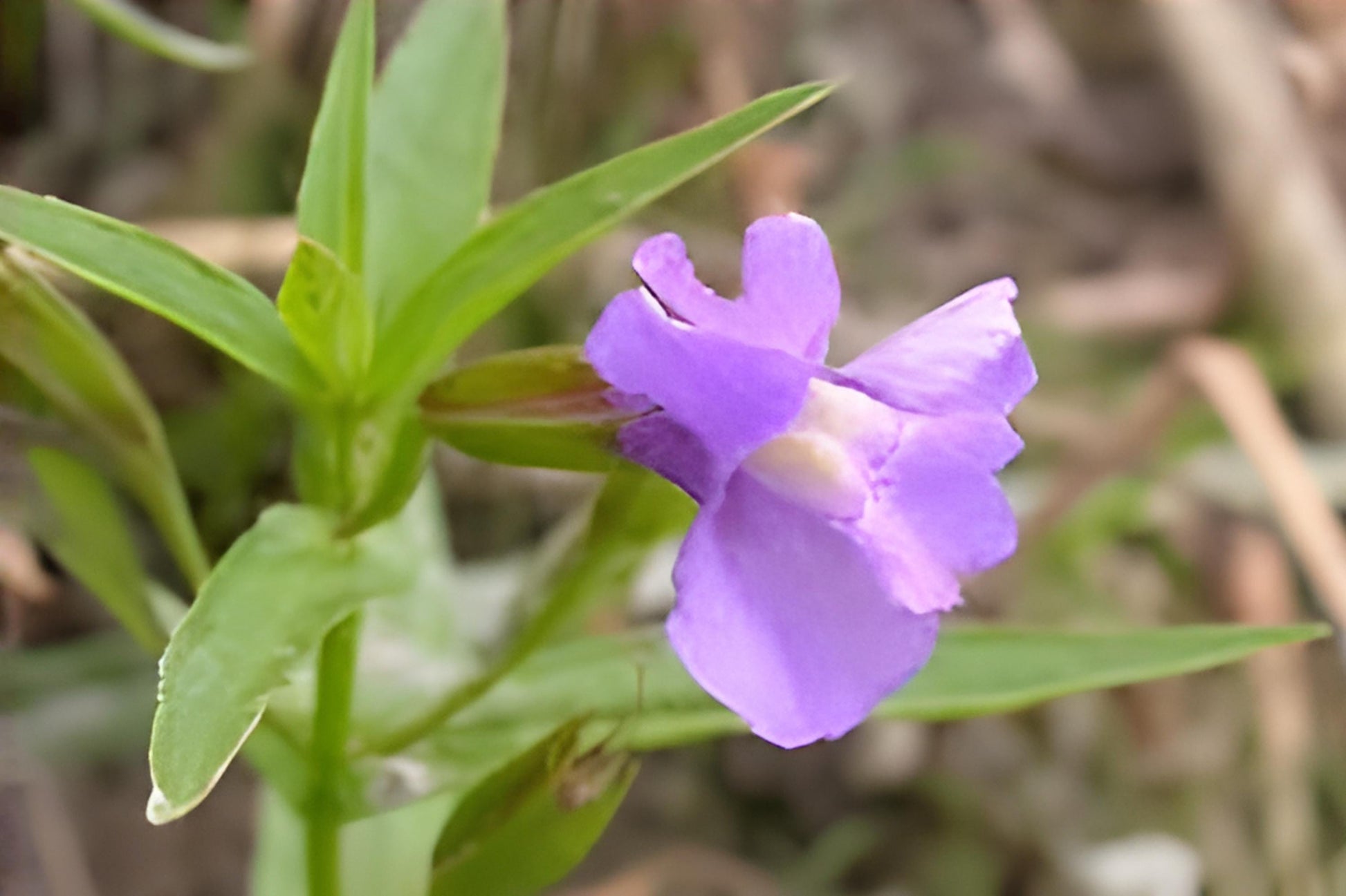 Monkey Flower Seeds 1000 Count | Purple Blooms | Moisture-Loving Native Wildflower | Mimulus ringens