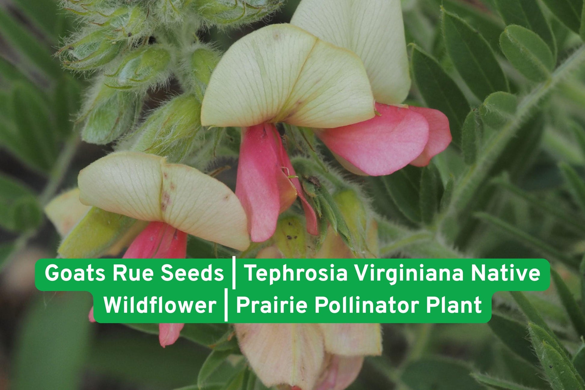 Goats Rue Seeds | Native Wildflower Seeds | Tephrosia Virginiana | Prairie Pollinator Plant for Sunny Gardens