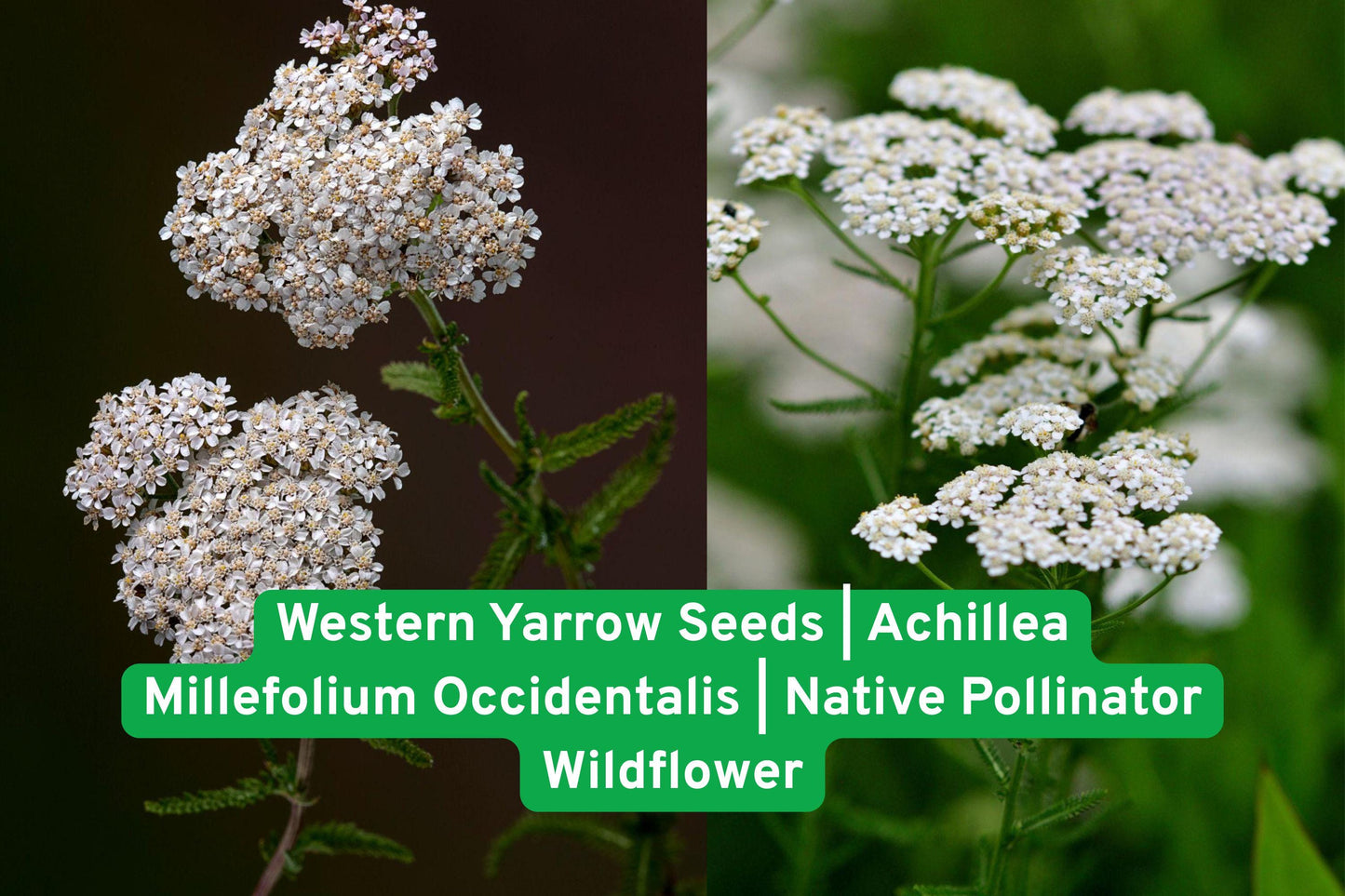 Western Yarrow Seeds | Native Pollinator Wildflower | Achillea Millefolium Occidentalis | Drought Tolerant Perennial