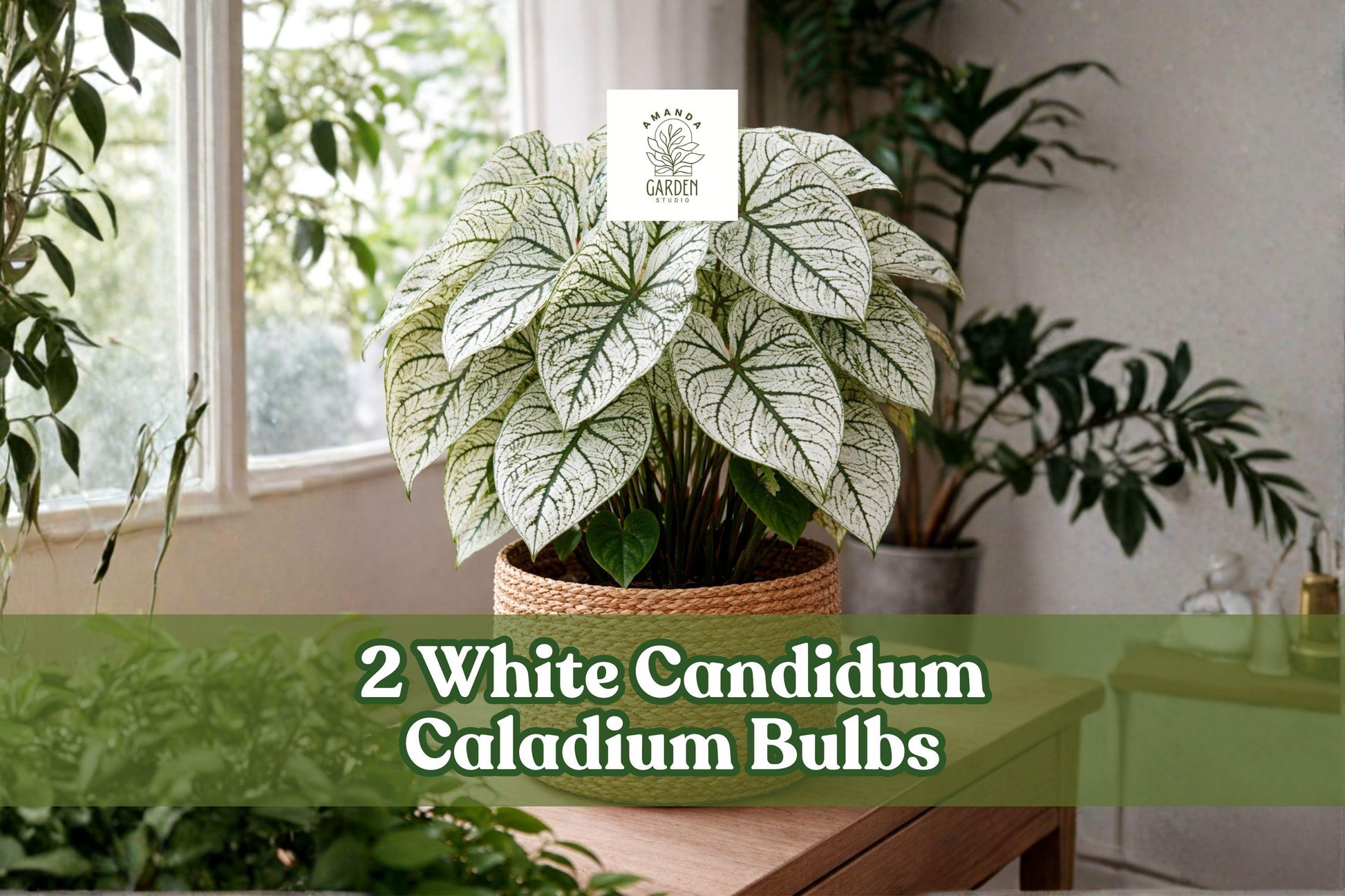Caladium Bulbs - 2 White Candidum - Tropical Foliage Plant with Green & White Leaves - Caladium bicolor Cultivar