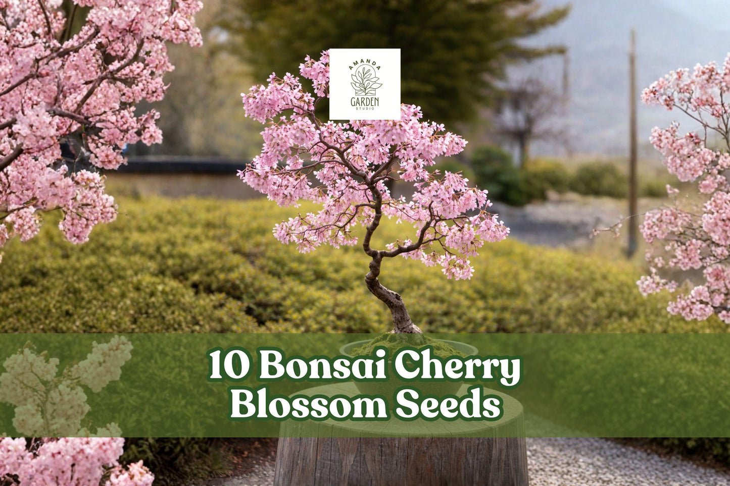 Cherry Blossom Seeds - 10 Pack - Prunus Flowering Tree - Pink Blooms for Bonsai & Ornamental Garden - Full Sun, Well-Draining Soil
