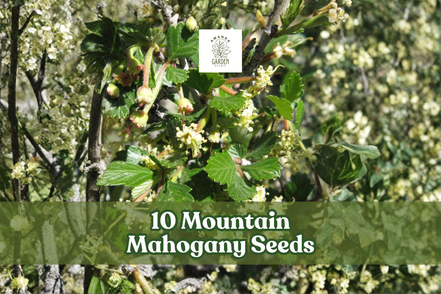 10 Mountain Mahogany Seeds - Cercocarpus betuloides - Native Evergreen Shrub for Dry Gardens - Feathery Seed Plumes