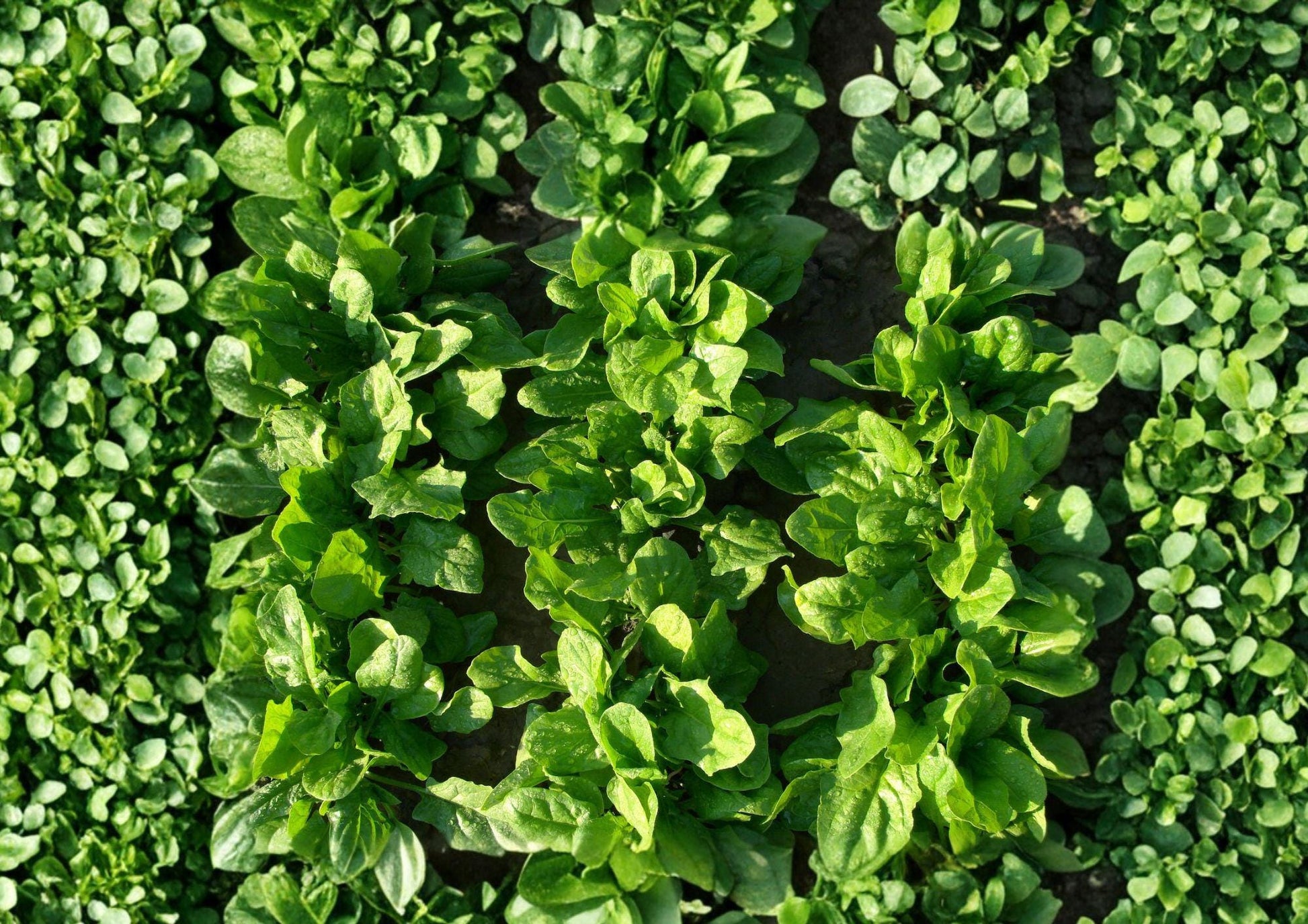 Viroflay Spinach Seeds - 100 Heirloom Leafy Greens - Ideal for Spring & Fall Gardens - Spinacia oleracea