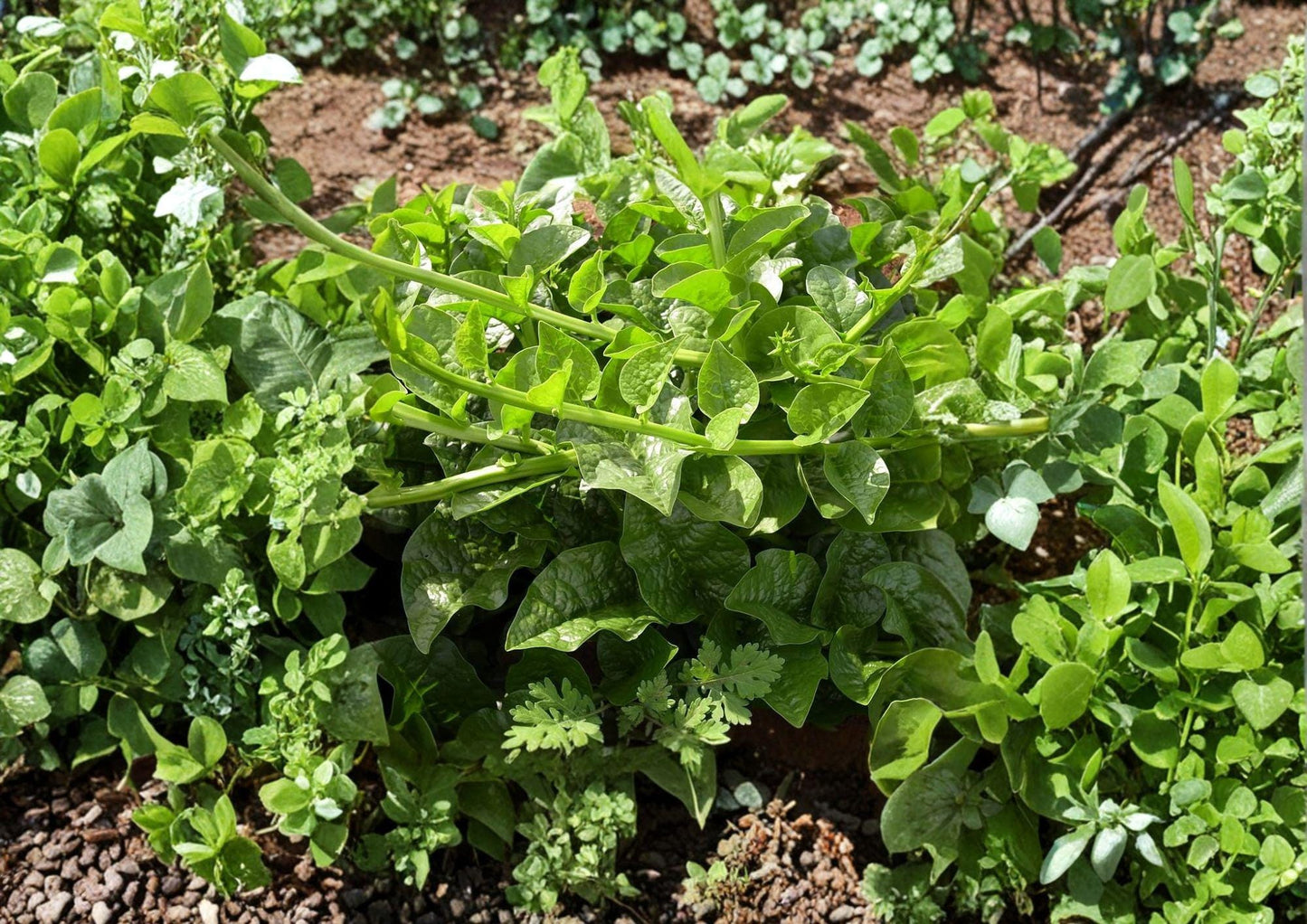 Malabar Spinach Seeds - 50 Heirloom Non-GMO Climbing Vegetable, Heat Tolerant Summer Crop, Basella alba