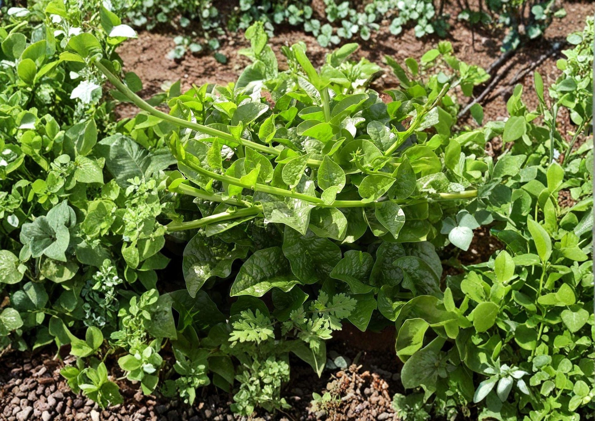 Malabar Spinach Seeds - 50 Heirloom Non-GMO Climbing Vegetable, Heat Tolerant Summer Crop, Basella alba