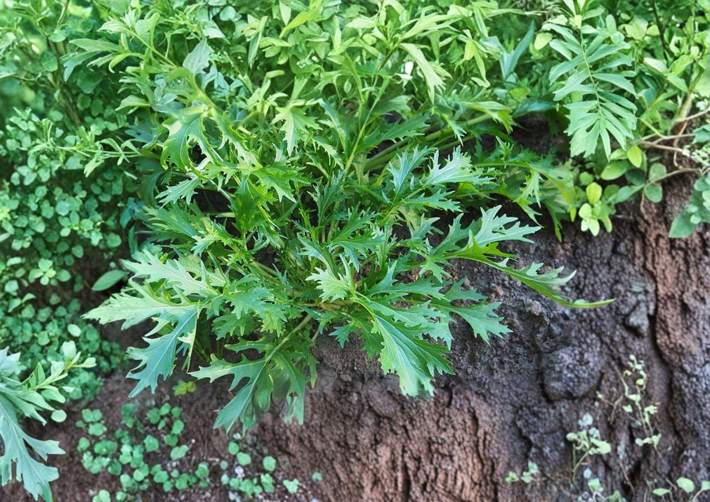 Mizuna Seeds - 500 Heirloom Asian Greens - Fast Growing Cold Season Vegetable - Brassica rapa var. nipposinica