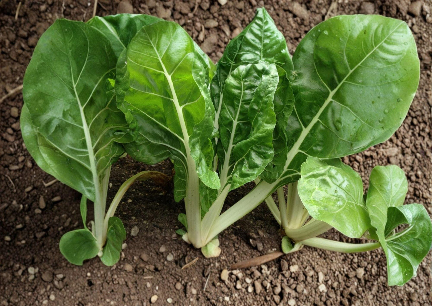 Fordhook Swiss Chard Seeds - Heirloom Leafy Green Vegetable - 50 Seeds - Beta vulgaris subsp. cicla