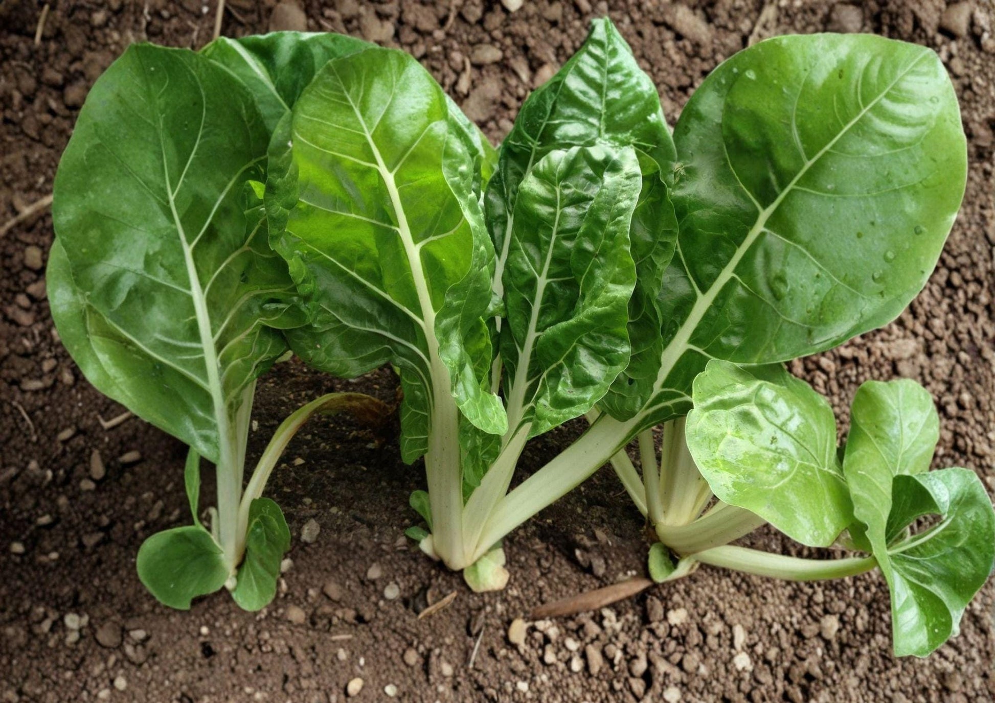 Fordhook Swiss Chard Seeds - Heirloom Leafy Green Vegetable - 50 Seeds - Beta vulgaris subsp. cicla