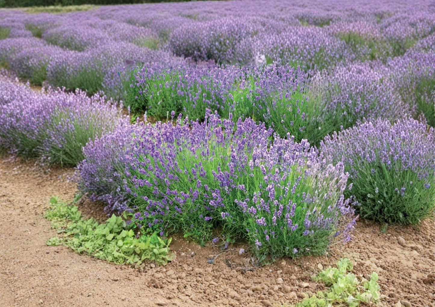 Lavender Seeds 100 Count - Munstead Variety - Fragrant Perennial Herb for Cottage Gardens and Pollinators - Lavandula Angustifolia