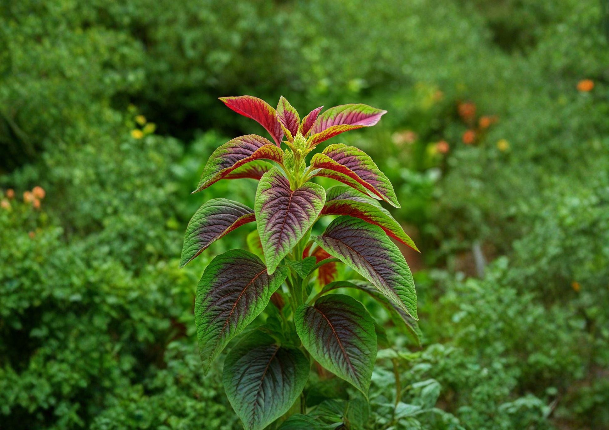 Red Striped Leaf Amaranth Seeds 1000 Count - Non-GMO Ornamental Edible Amaranthus with Colorful Foliage for Garden Beds