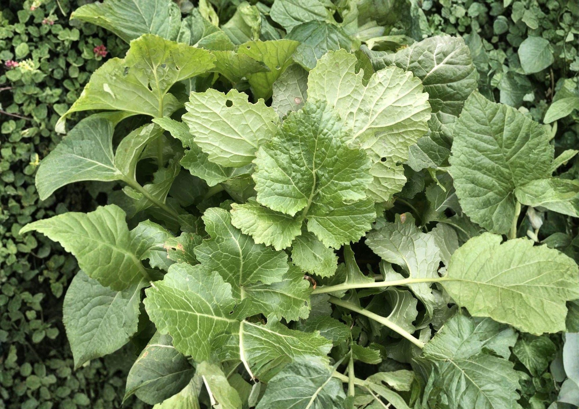 Seven Top Turnip Seeds - 500 Heirloom Leafy Greens for Spring & Fall Gardens - Brassica rapa - Bloom Haven Nursery