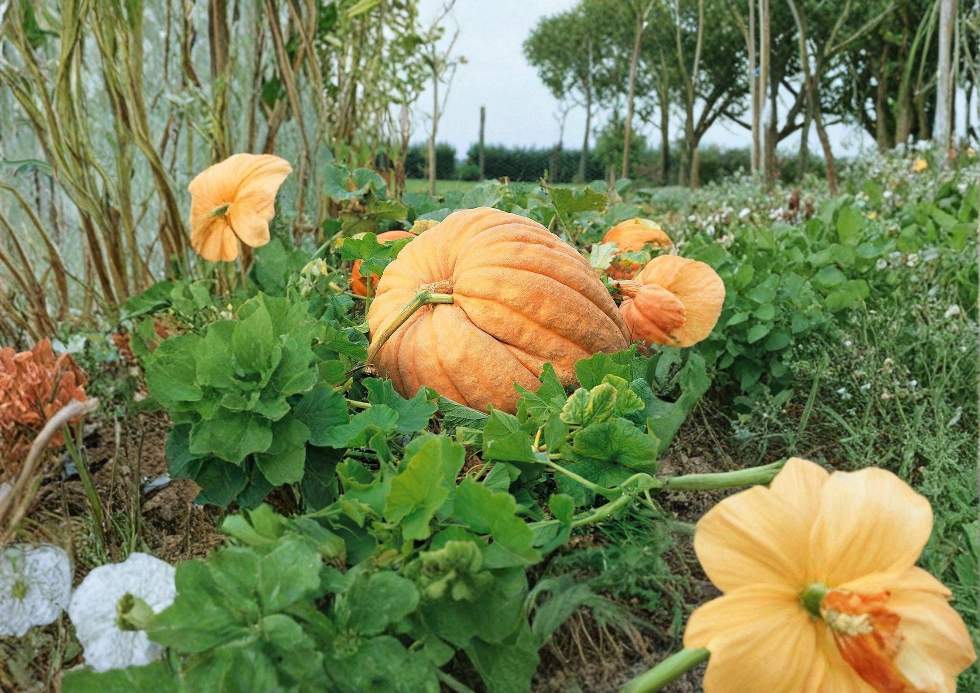 Dills Atlantic Giant Pumpkin Seeds - 5 Heirloom Non-GMO Seeds for Giant Pumpkins - Fast Growing Variety (Cucurbita maxima)