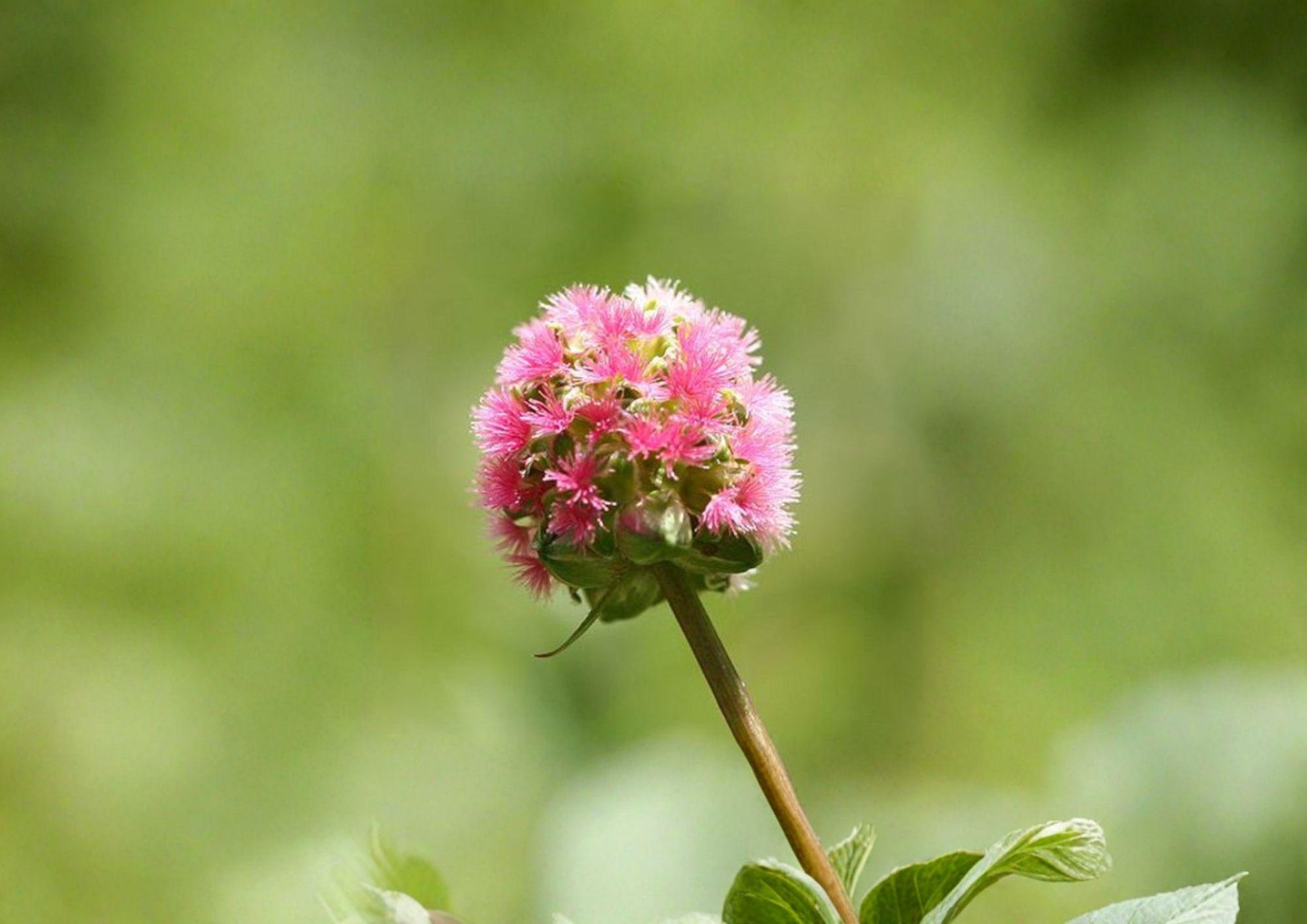 Sanguisorba Minor Seeds - 25 Count Salad Burnet - Hardy Culinary Herb with Cucumber Flavor for Gardens and Edible Landscapes