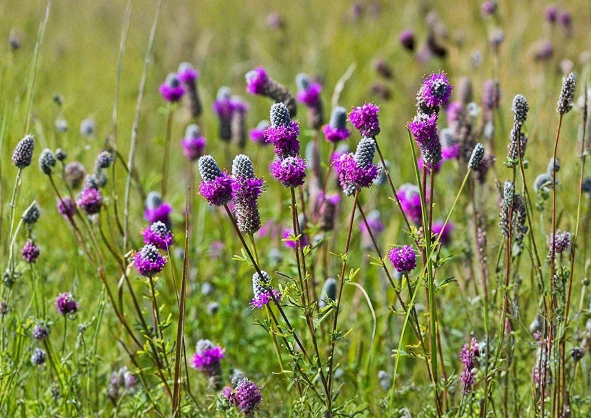 Purple Prairie Clover Seeds - 1000 Count - Dalea Purpurea - Native Perennial Wildflower for Pollinators and Prairie Gardens