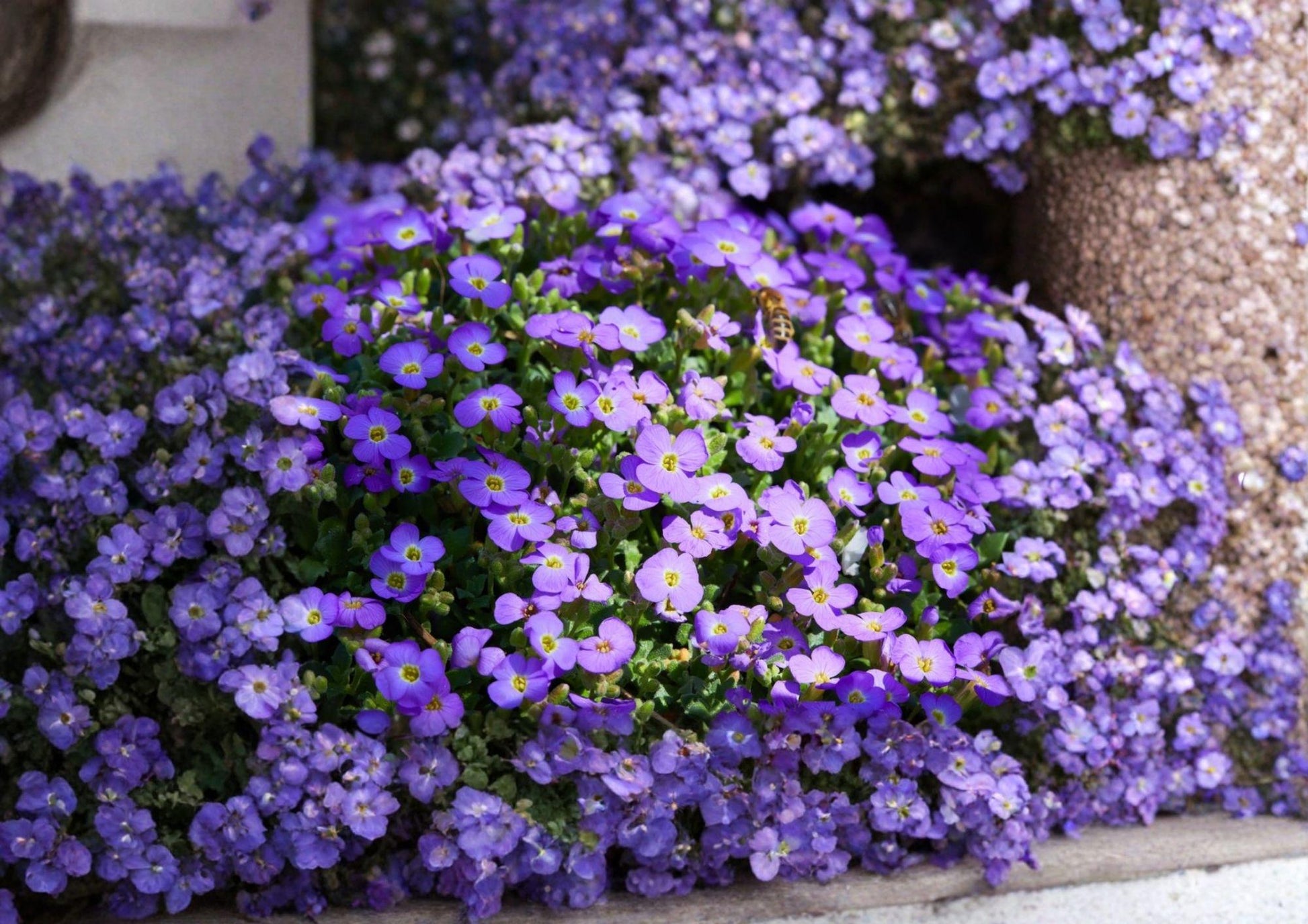 Aubrieta Deltoidea Purple Rockcress Seeds - 300 Count Perennial Ground Cover for Rock Gardens - Vibrant Purple Spring Flowers