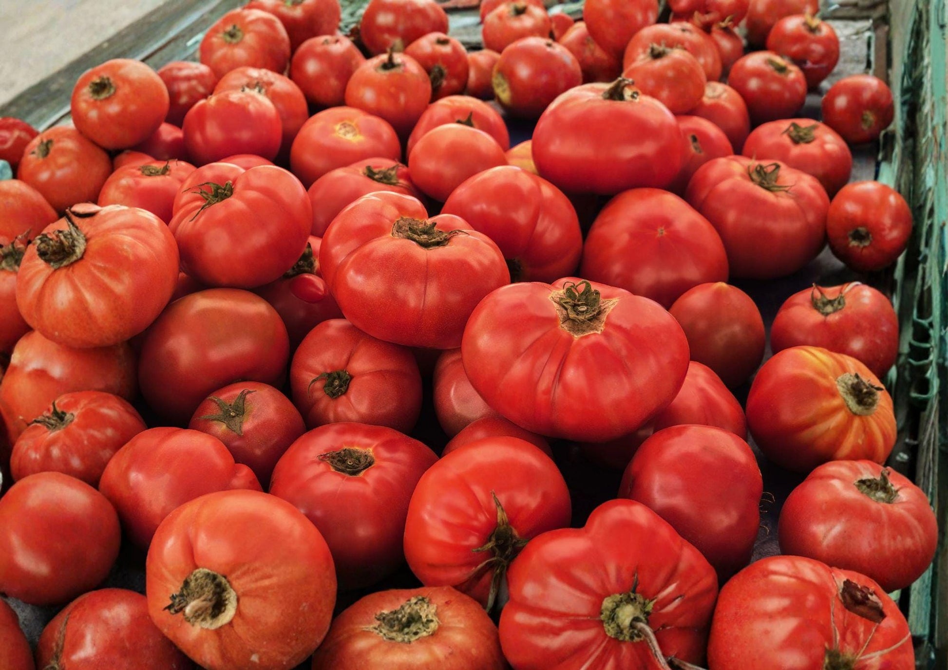 VR Moscow Tomato Seeds - 30 Heirloom Red Slicing Seeds - Cold Tolerant - Fast Growing - Solanum lycopersicum
