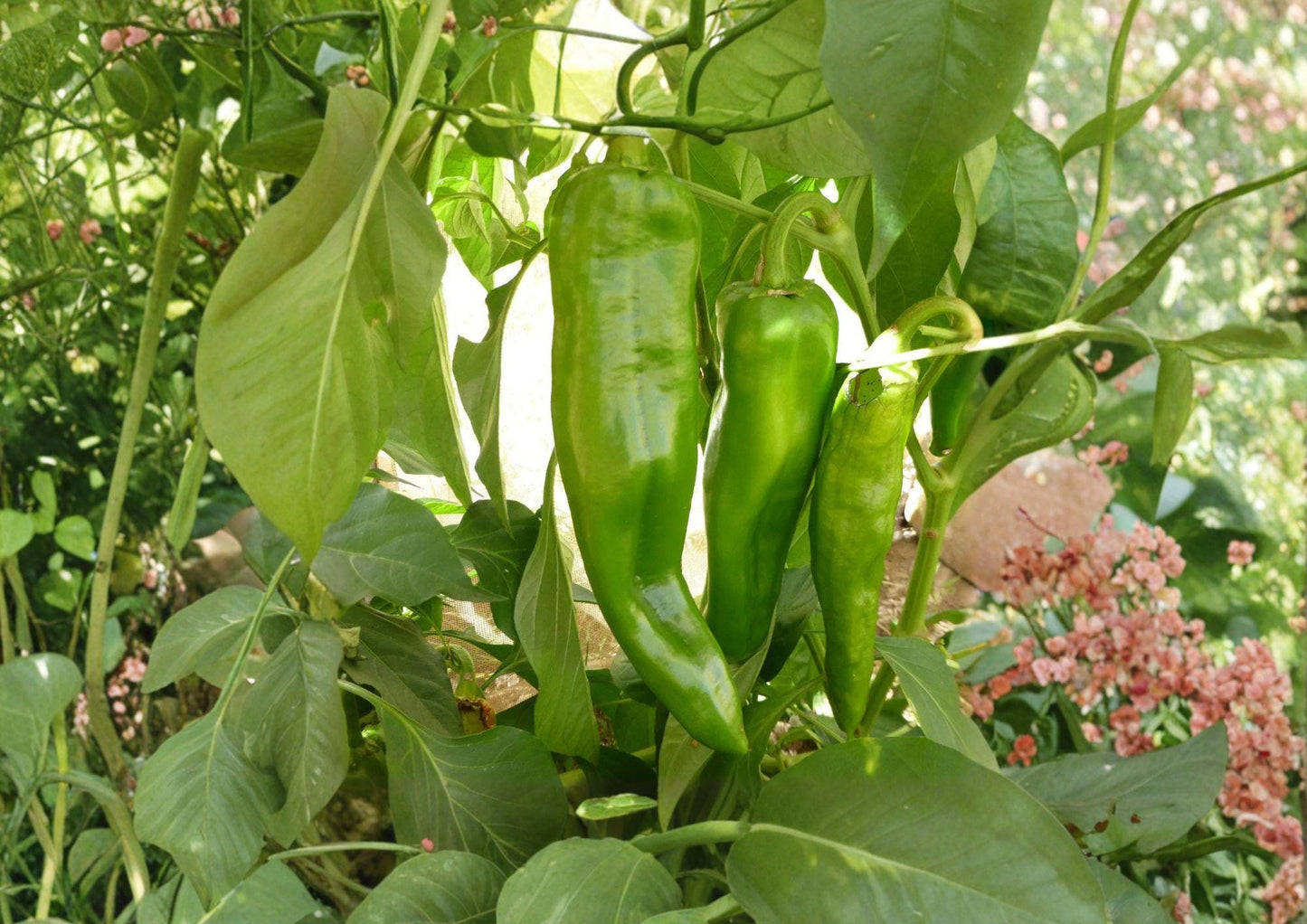 Sonora Mild Hot Pepper Seeds - Heirloom Vegetable Variety for Warm Season Gardening - Capsicum annuum