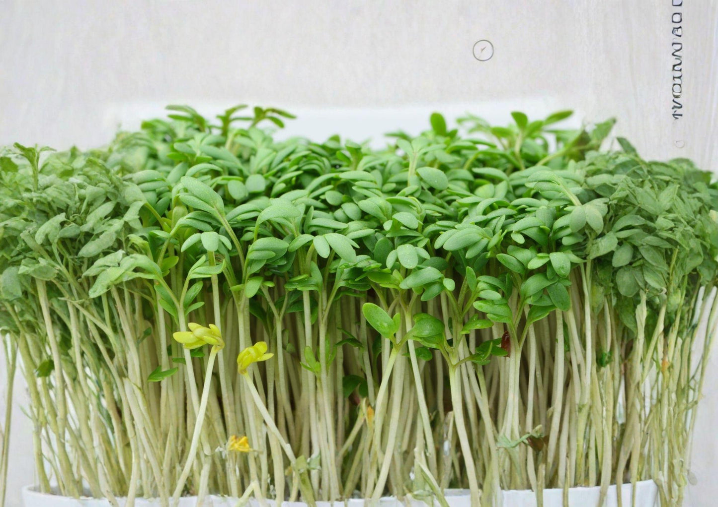 Organic Curled Cress Seeds - 250 Non-GMO Heirloom Peppery Microgreen for Kitchen Gardens - Fast Growth, Salad Herb
