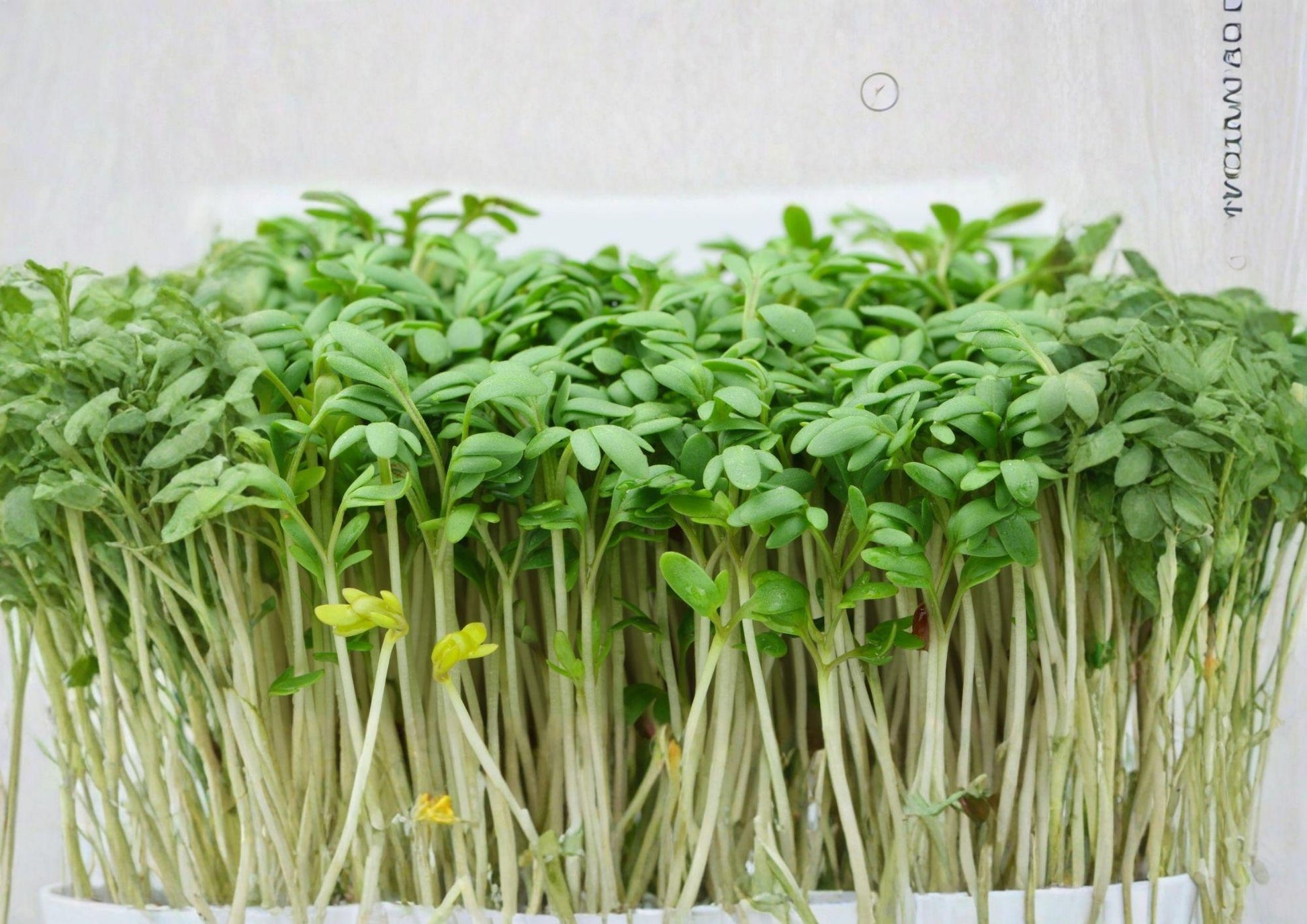 Organic Curled Cress Seeds - 250 Non-GMO Heirloom Peppery Microgreen for Kitchen Gardens - Fast Growth, Salad Herb