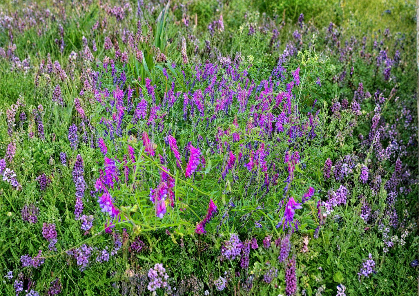 Hairy Vetch Seeds - 100 Non-GMO Seeds, Nitrogen Fixing Cover Crop, Vicia Villosa for Pollinator Gardens, Bees & Butterflies