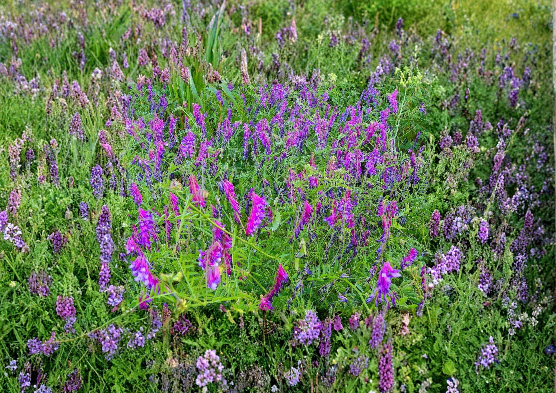 Hairy Vetch Seeds - 100 Non-GMO Seeds, Nitrogen Fixing Cover Crop, Vicia Villosa for Pollinator Gardens, Bees & Butterflies