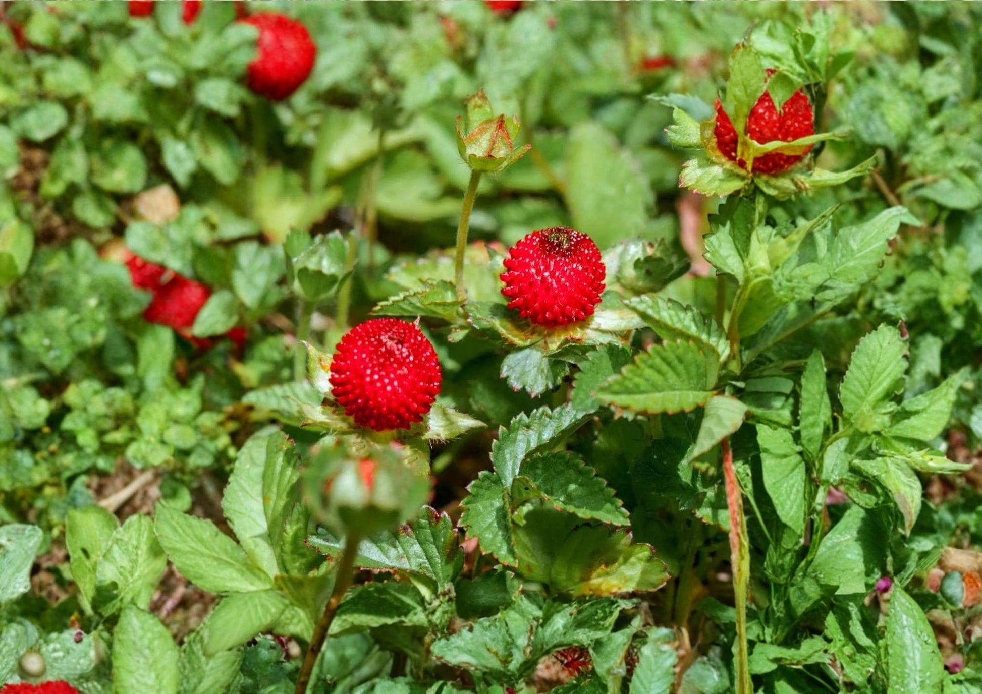 Indian Strawberry Seeds - 100 Count - Duchesnea Indica - Attractive Groundcover Plant with Red Berries for Garden Landscapes