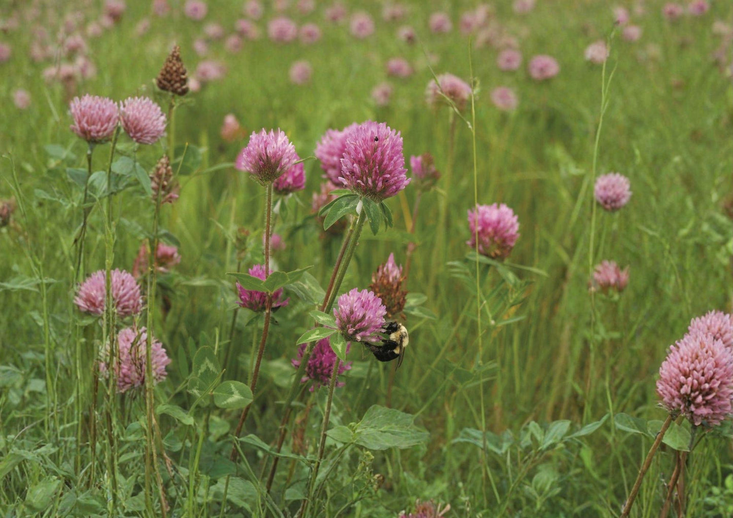 Mammoth Red Clover Seeds - 1000 Count - Pollinator Friendly Flowering Legume - Trifolium Pratense for Soil Improvement