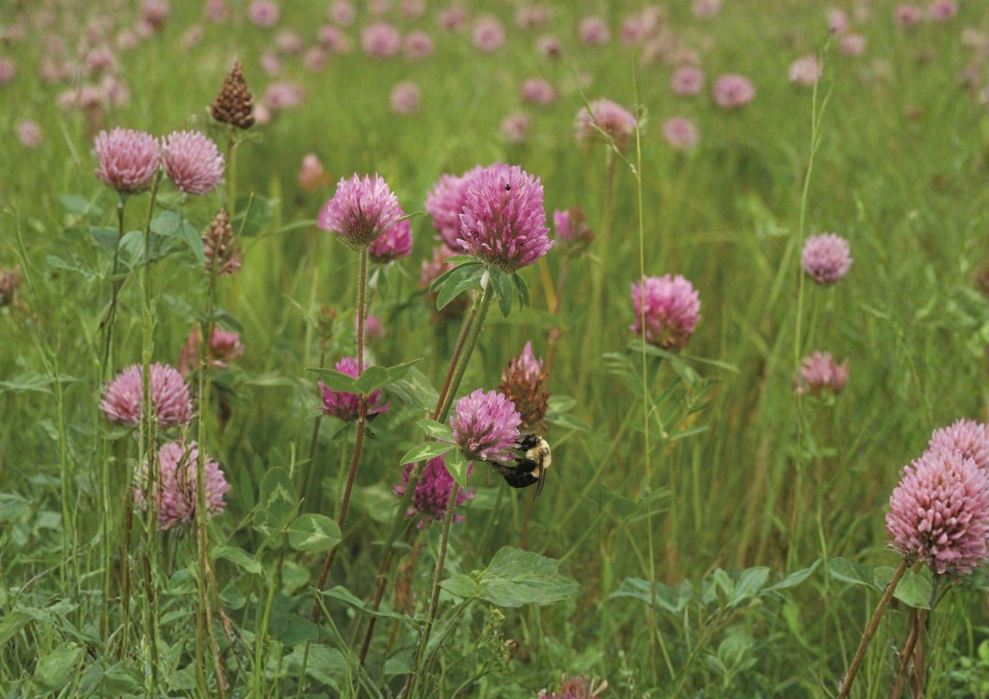 Mammoth Red Clover Seeds - 1000 Count - Pollinator Friendly Flowering Legume - Trifolium Pratense for Soil Improvement