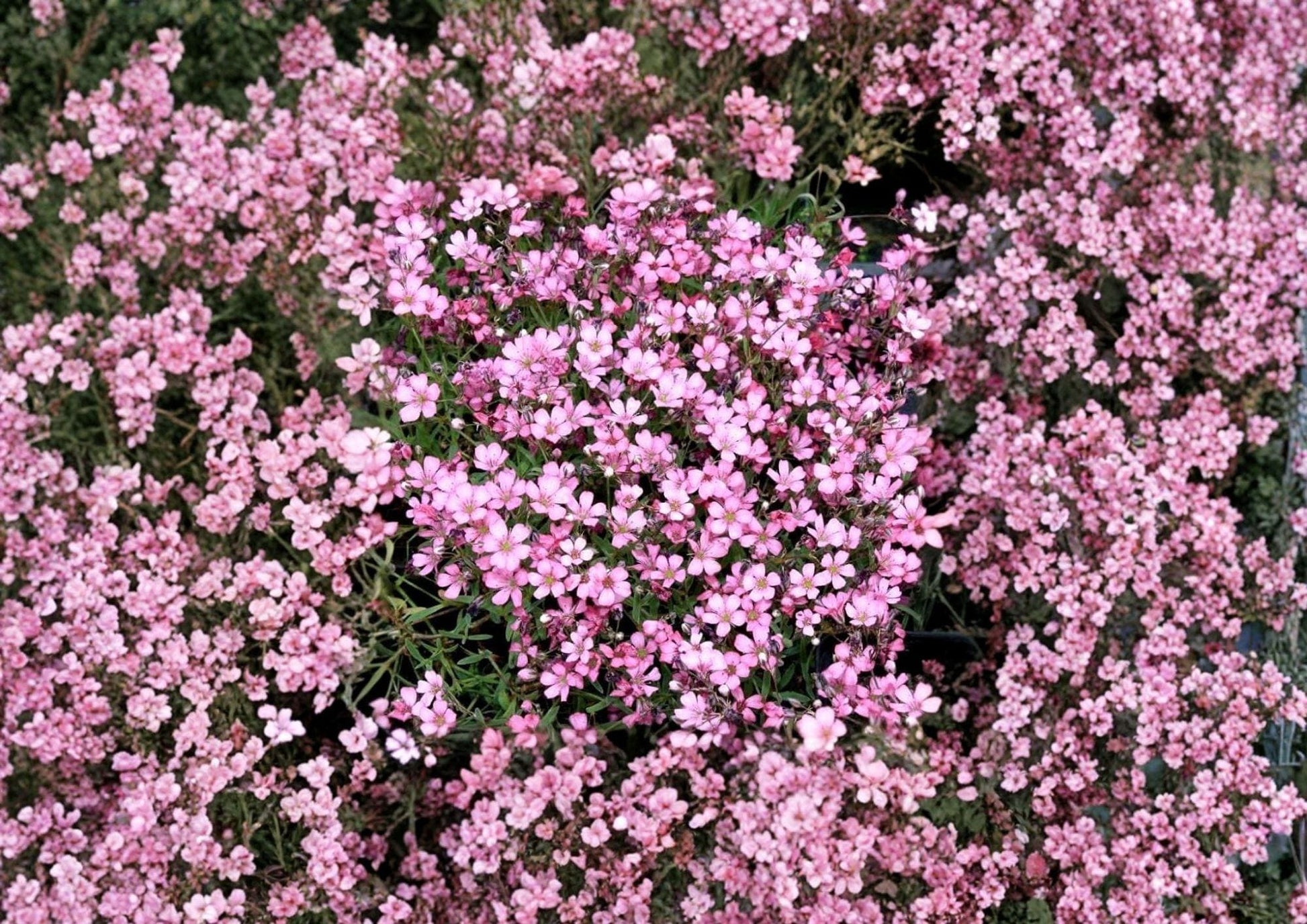 Gypsophila Repens Rose Pink Baby's Breath Seeds - 100 Perennial Ground Cover Seeds for Rock Gardens & Borders