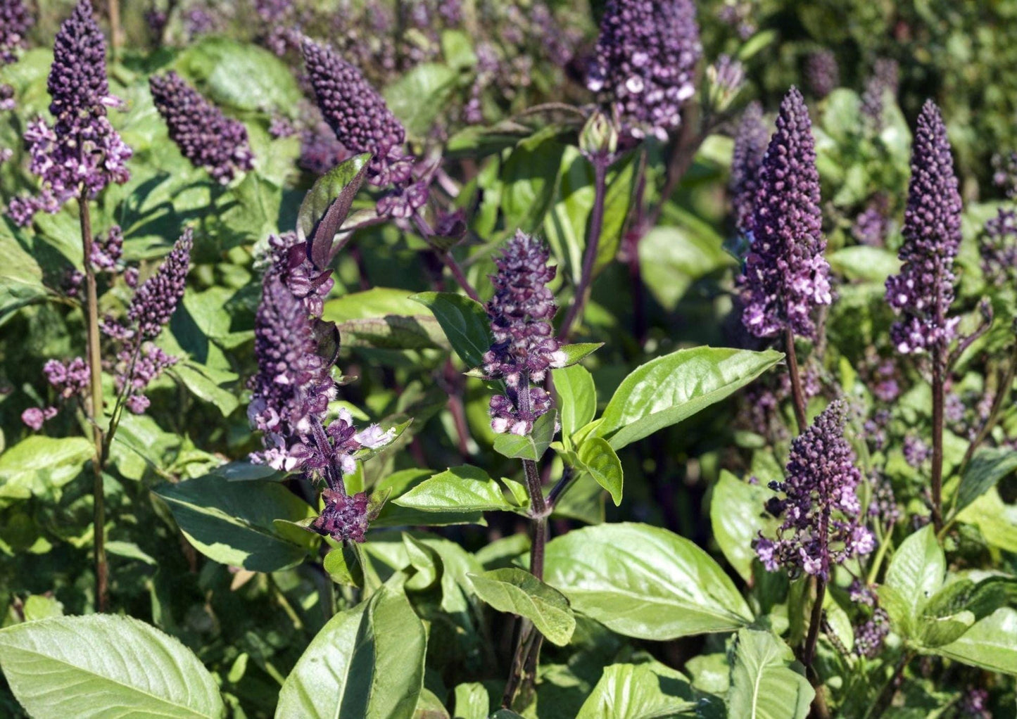 Cinnamon Basil Seeds 500 Heirloom Seeds Ocimum Basilicum Aromatic Herb for Culinary Use Tea and Kitchen Gardens