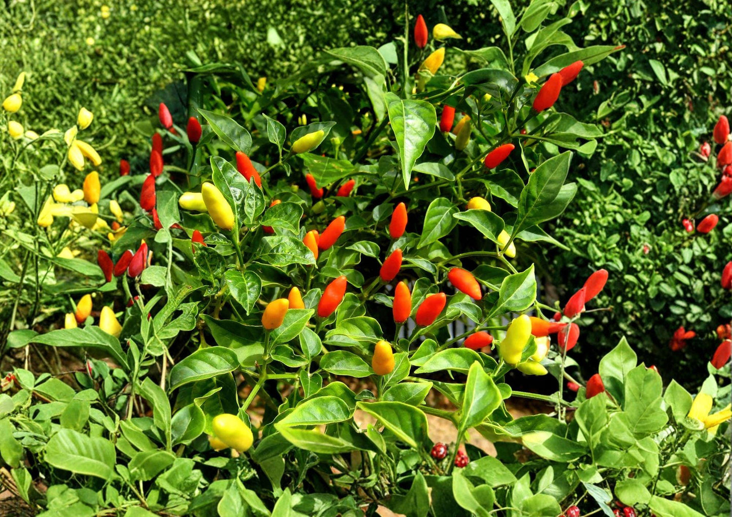 Tabasco Pepper Seeds - 25 Heirloom Seeds for Fiery Hot Sauce - Fast Growing Capsicum frutescens