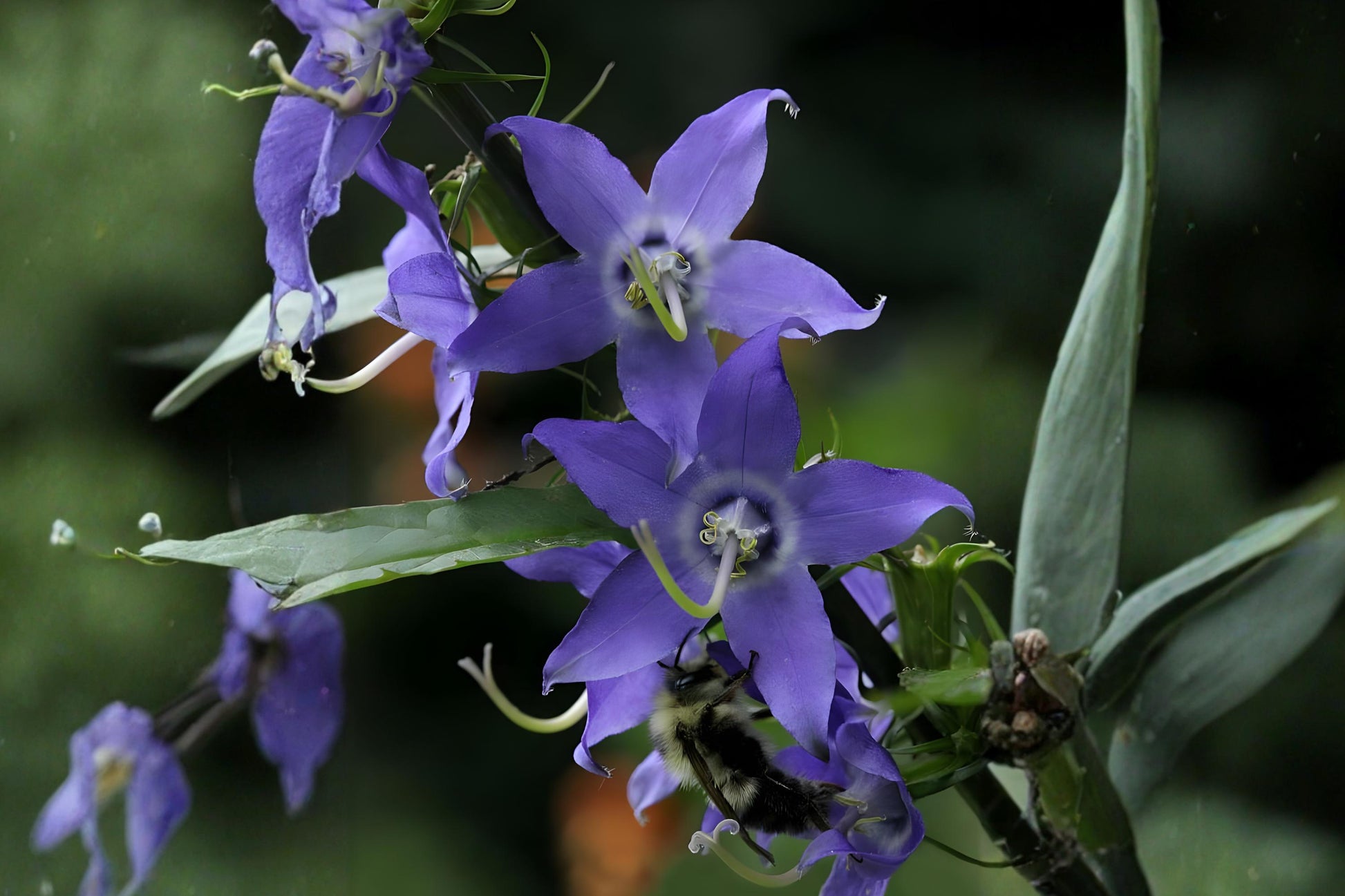 Tall Bellflower Seeds (100) | Violet-Blue Wildflower for Pollinator Gardens | Campanula americana