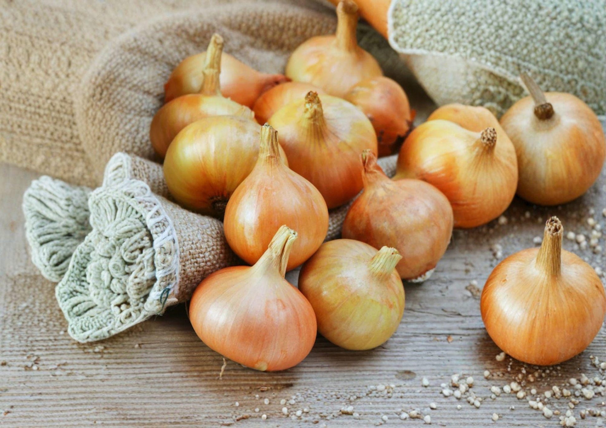 Burrell's Yellow Valencia Onion Seeds - 50 Heirloom Vegetable Seeds - Allium cepa - Fresh Stock