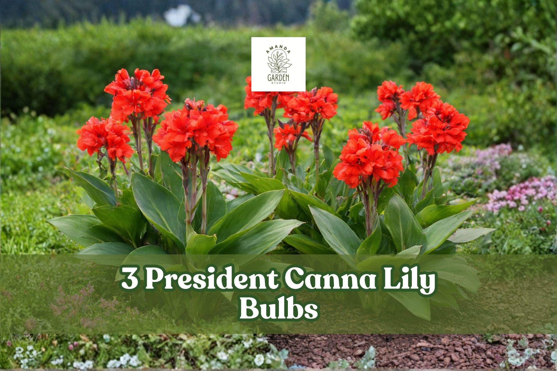 3 Canna Lily Bulbs – Red President Variety - Canna indica - Tropical Flowering Plant for Gardens & Landscapes