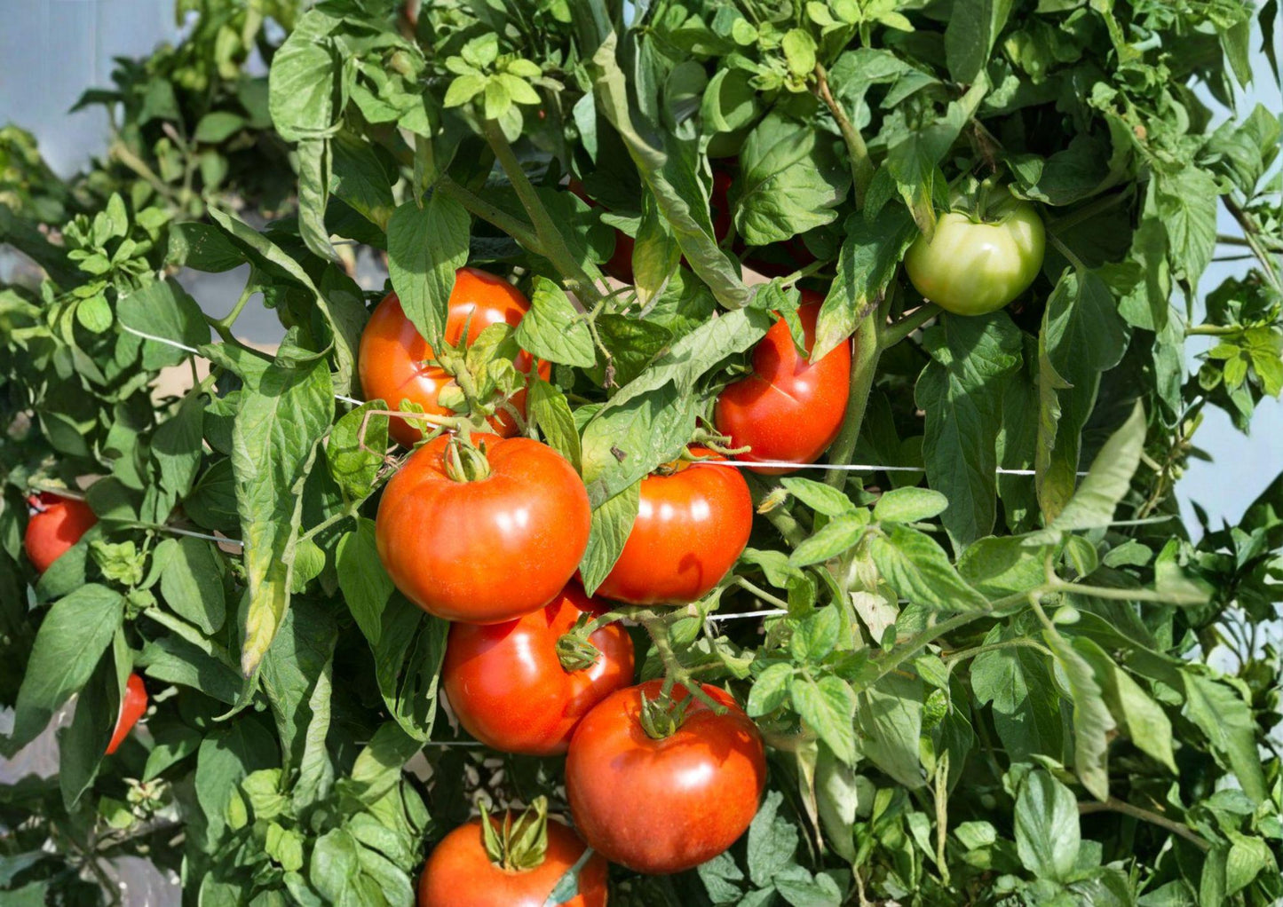 Rutgers Tomato Seeds – 30 Heirloom Vegetable Seeds for Slicing Tomatoes – Non-GMO (Solanum lycopersicum)