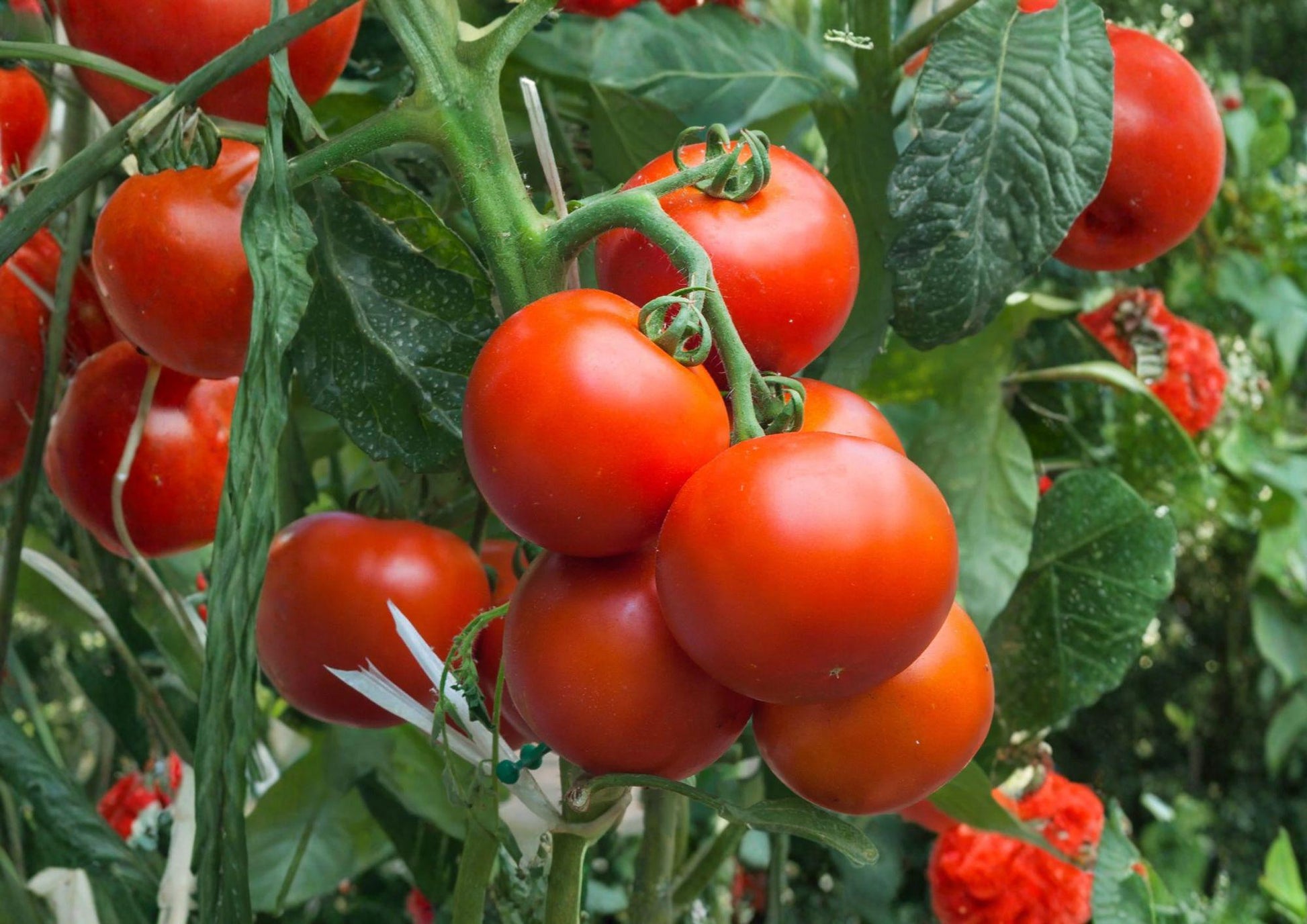 Super Sioux Tomato Seeds - Heirloom Red Slicing Variety - Heat Tolerant - Fast Growing - Solanum lycopersicum
