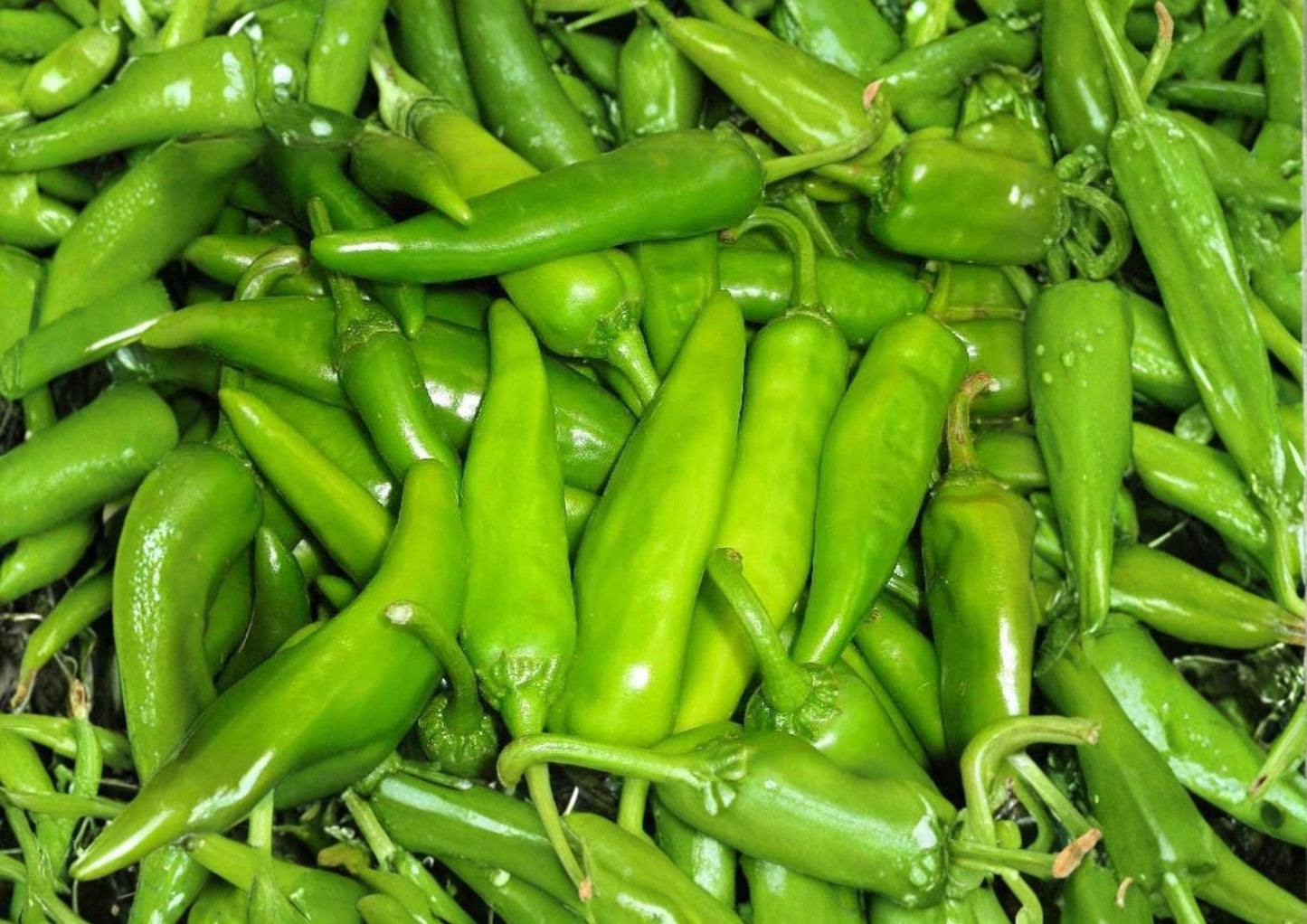 Lumbre Hot Pepper Seeds - 25 Heirloom Seeds, Fiery Red Chili Variety, Capsicum annuum - Bloomhaven Nursery