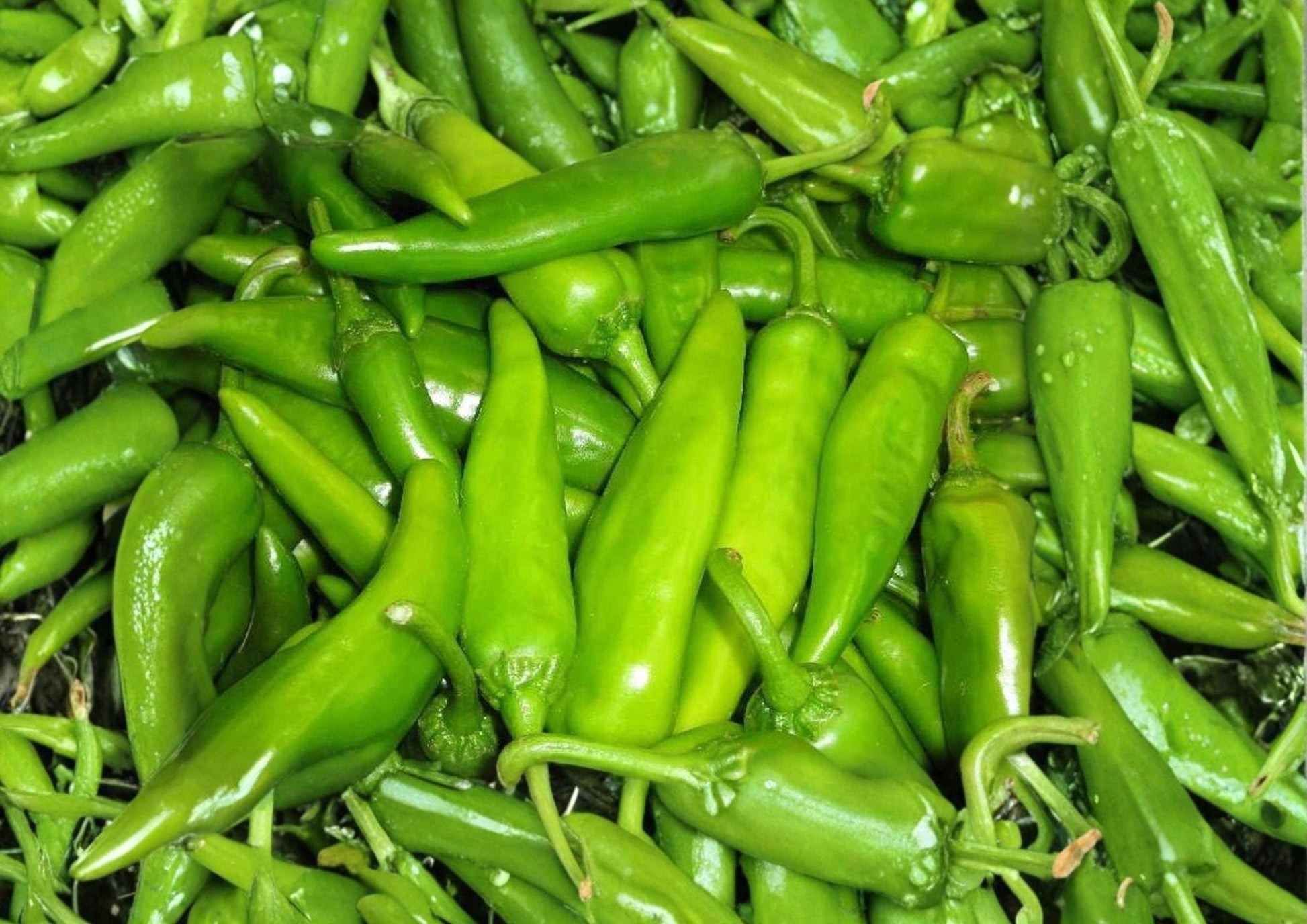 Lumbre Hot Pepper Seeds - 25 Heirloom Seeds, Fiery Red Chili Variety, Capsicum annuum - Bloomhaven Nursery
