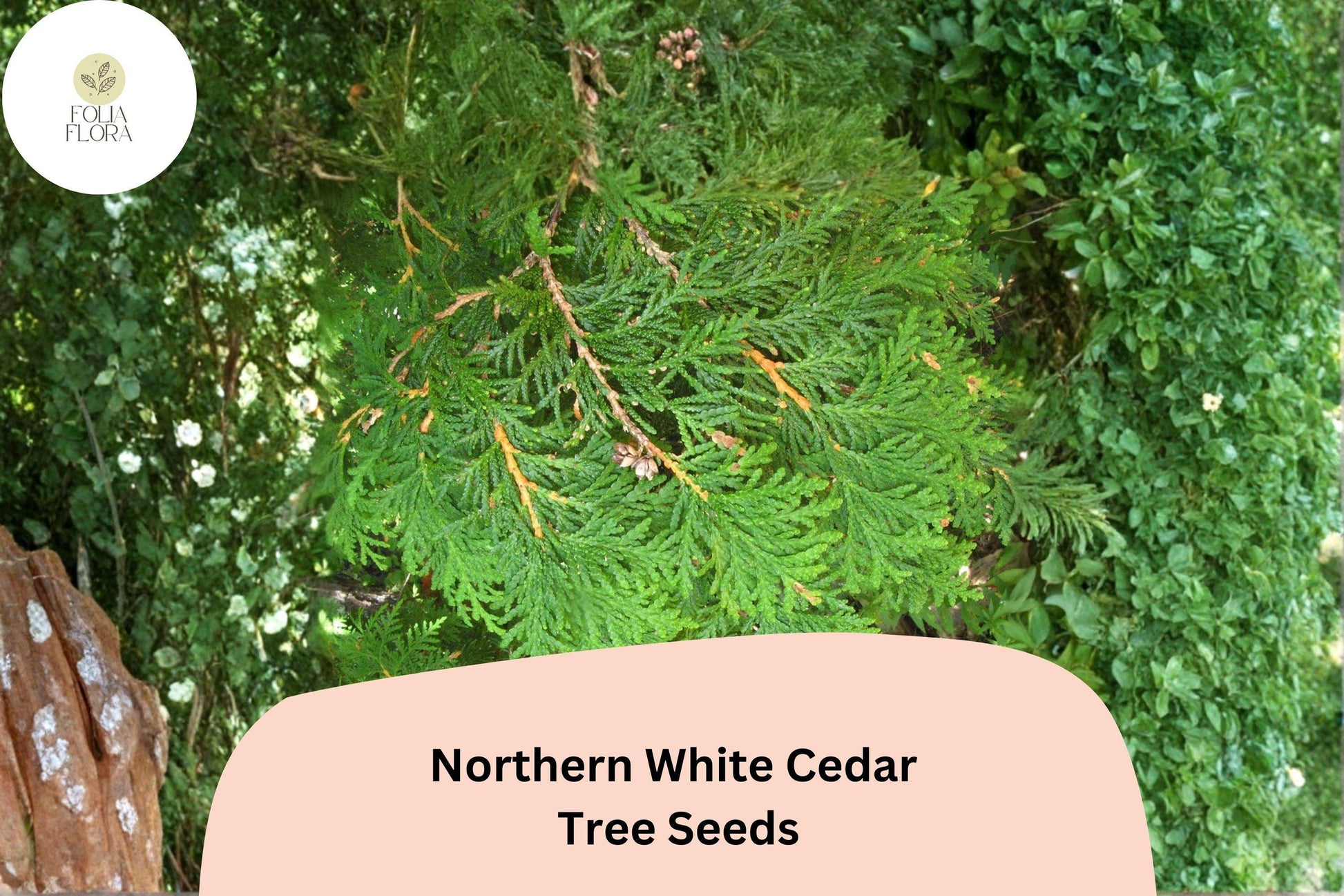 Eastern Arborvitae Seeds 50 | Thuja occidentalis Northern White Cedar Evergreen Tree Seeds for Hedges and Landscaping