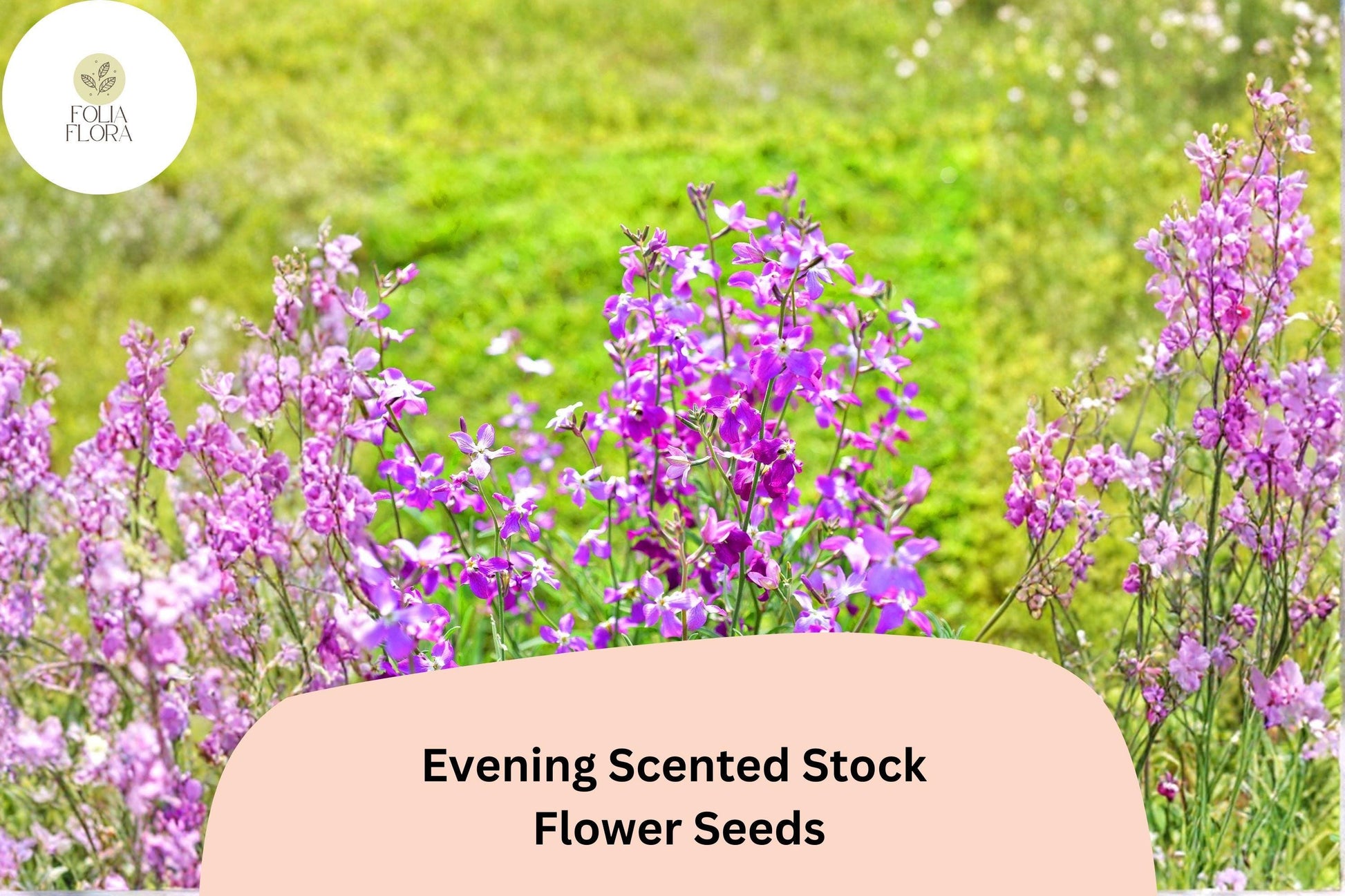 Evening Scented Stock Seeds - 100 Premium Matthiola longipetala - Fragrant Night-Blooming Purple Flowers for Gardens