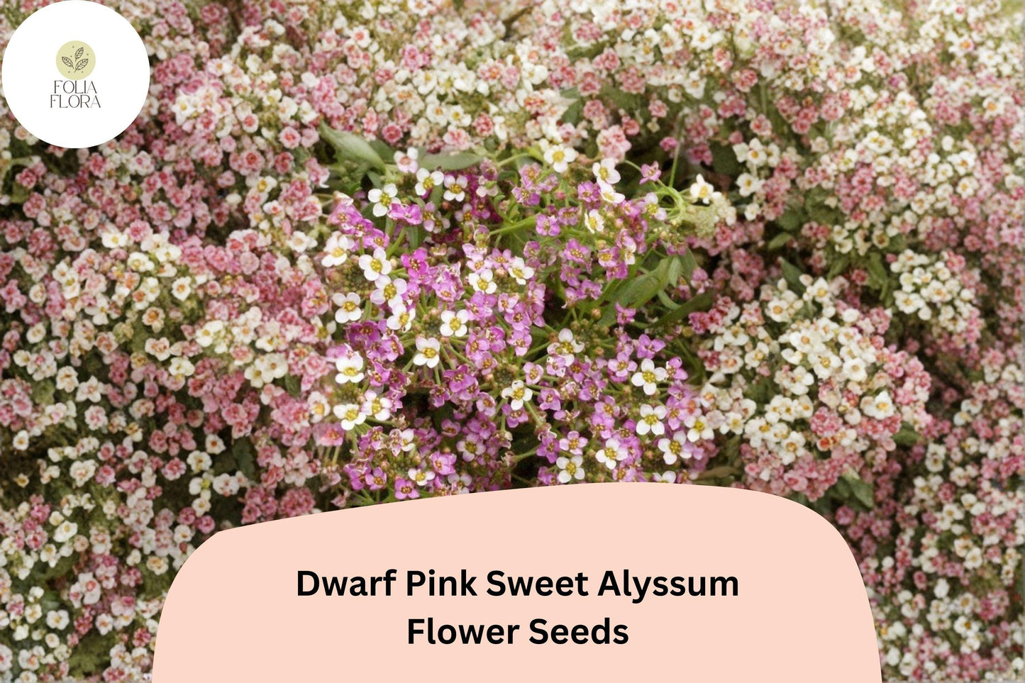 Dwarf Pink Sweet Alyssum Seeds – 100 Premium Lobularia maritima – Fragrant Low-Growing Garden Flowers for Borders & Containers