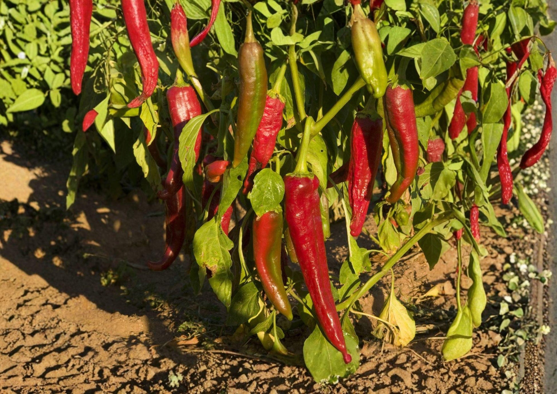 Hot Pepper Seeds - 50 Heirloom Ms. Junie Variety - Productive Warm Season Garden - Capsicum annuum