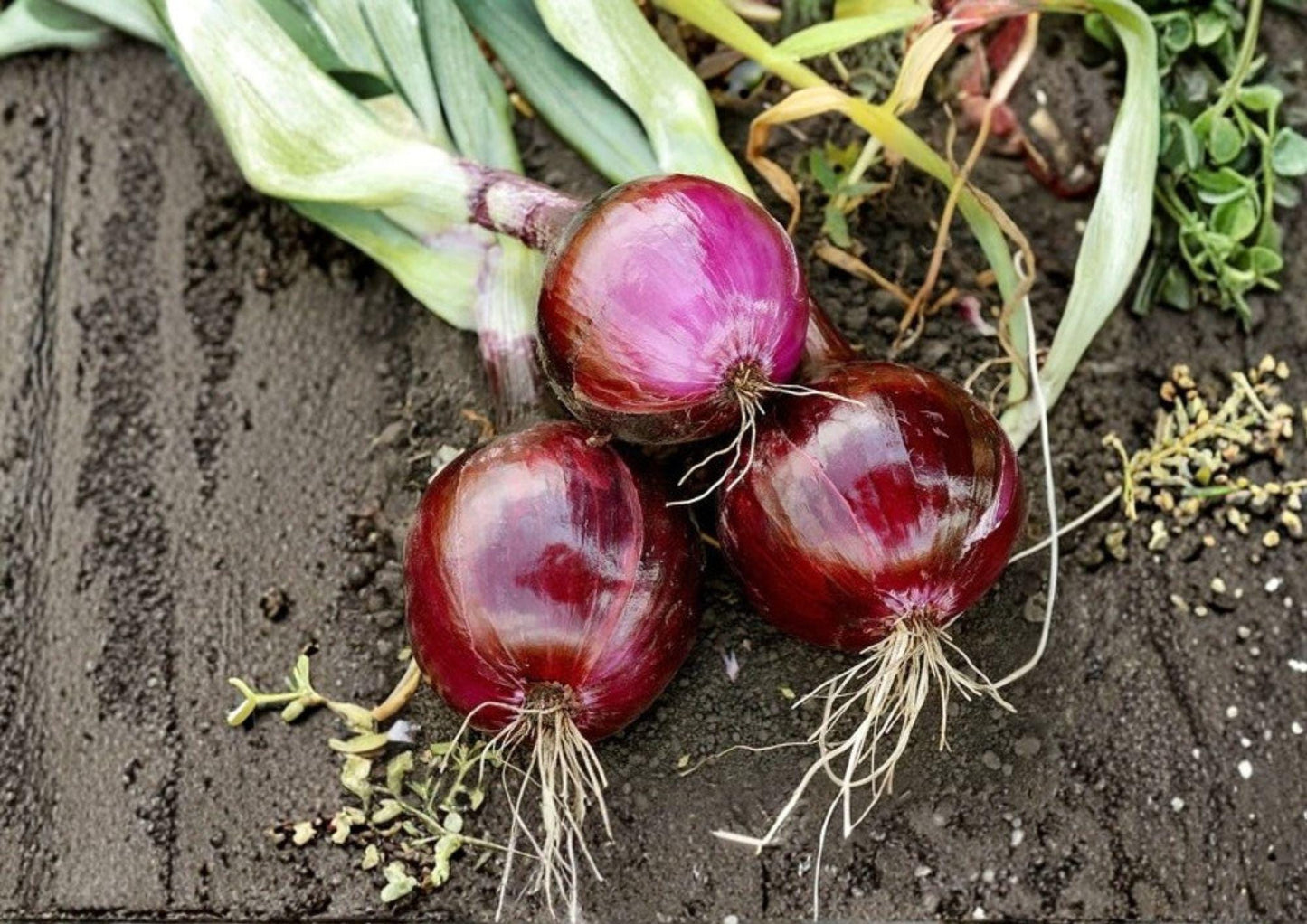 Red Grano Onion Seeds - Heirloom Vegetable Seeds for Sweet Bulbs - Allium cepa - Ideal for Warm Climate Garden