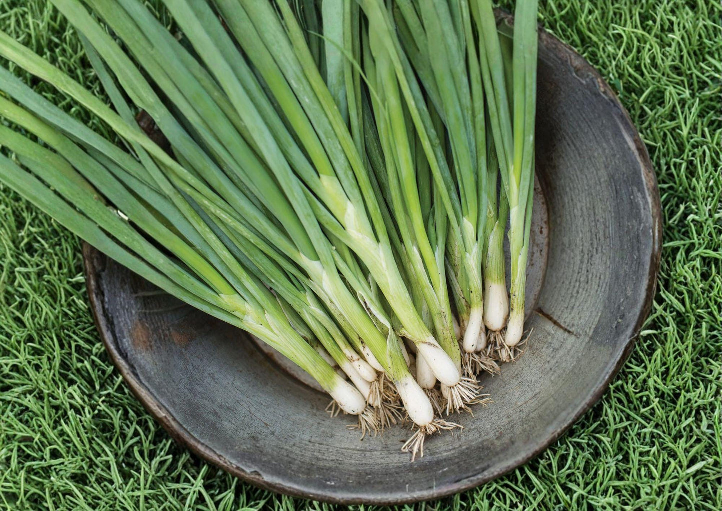 Evergreen Bunching Onion Seeds - Heirloom Vegetable for Mild Scallions - Allium fistulosum - 50 Seeds, Easy to Grow