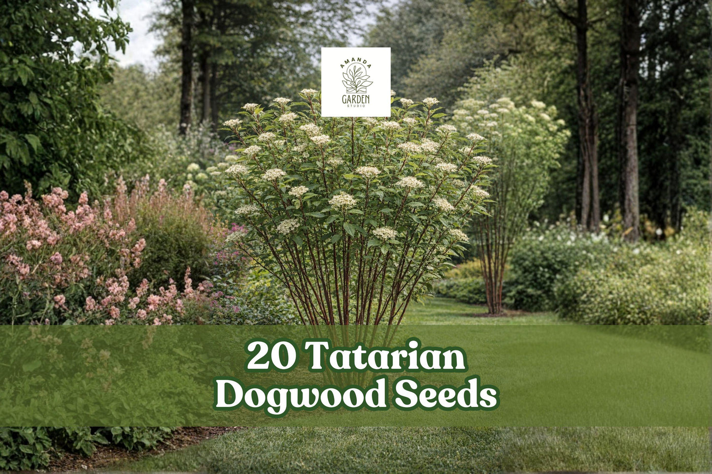 20 Tatarian Dogwood Seeds - Cornus alba - Deciduous Ornamental Shrub with Red Stems for Landscape Planting