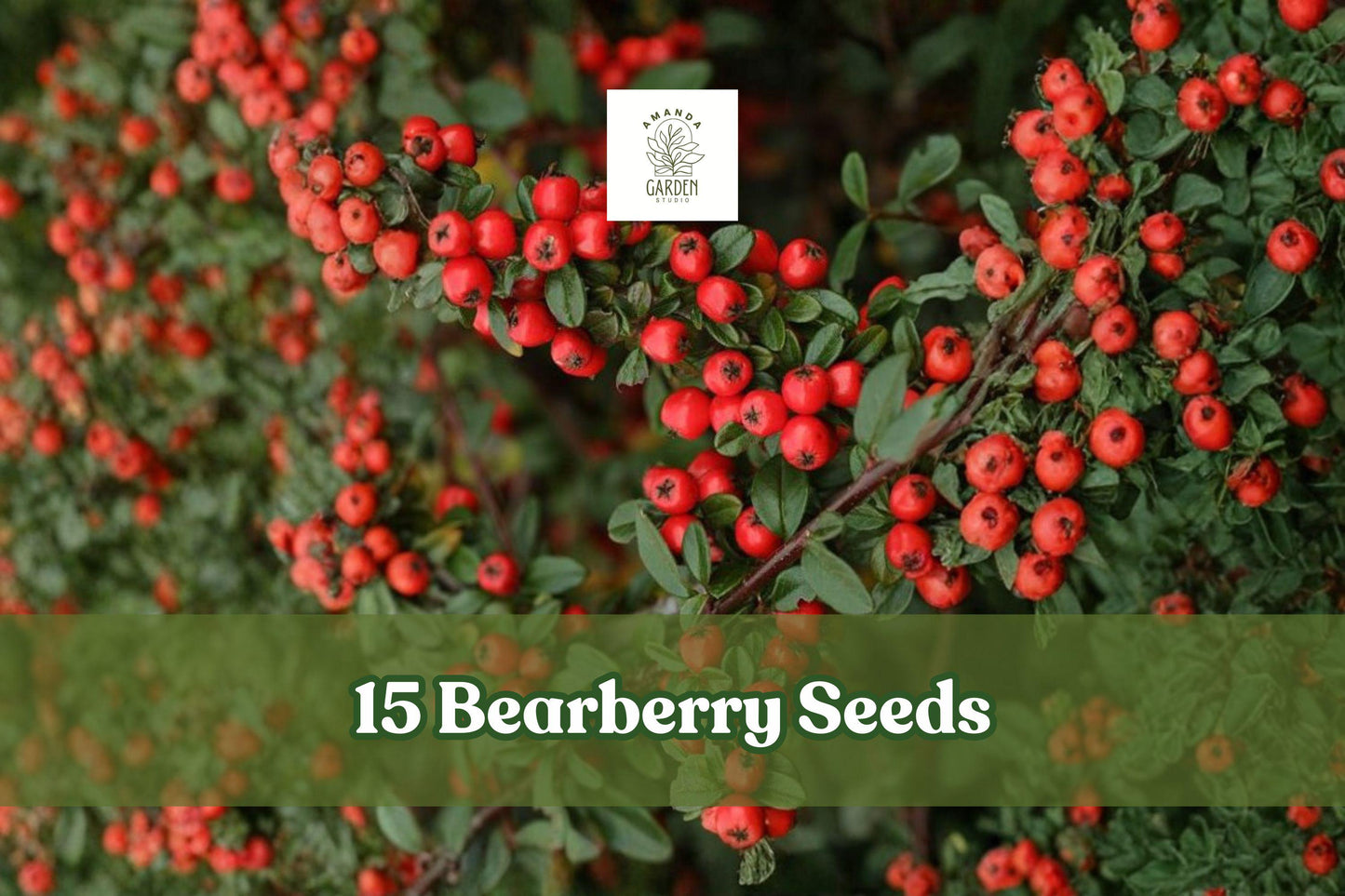 Bearberry Seeds - 15 Count - Evergreen Ground Cover - Arctostaphylos uva-ursi - Pinkish-White Flowers & Red Berries