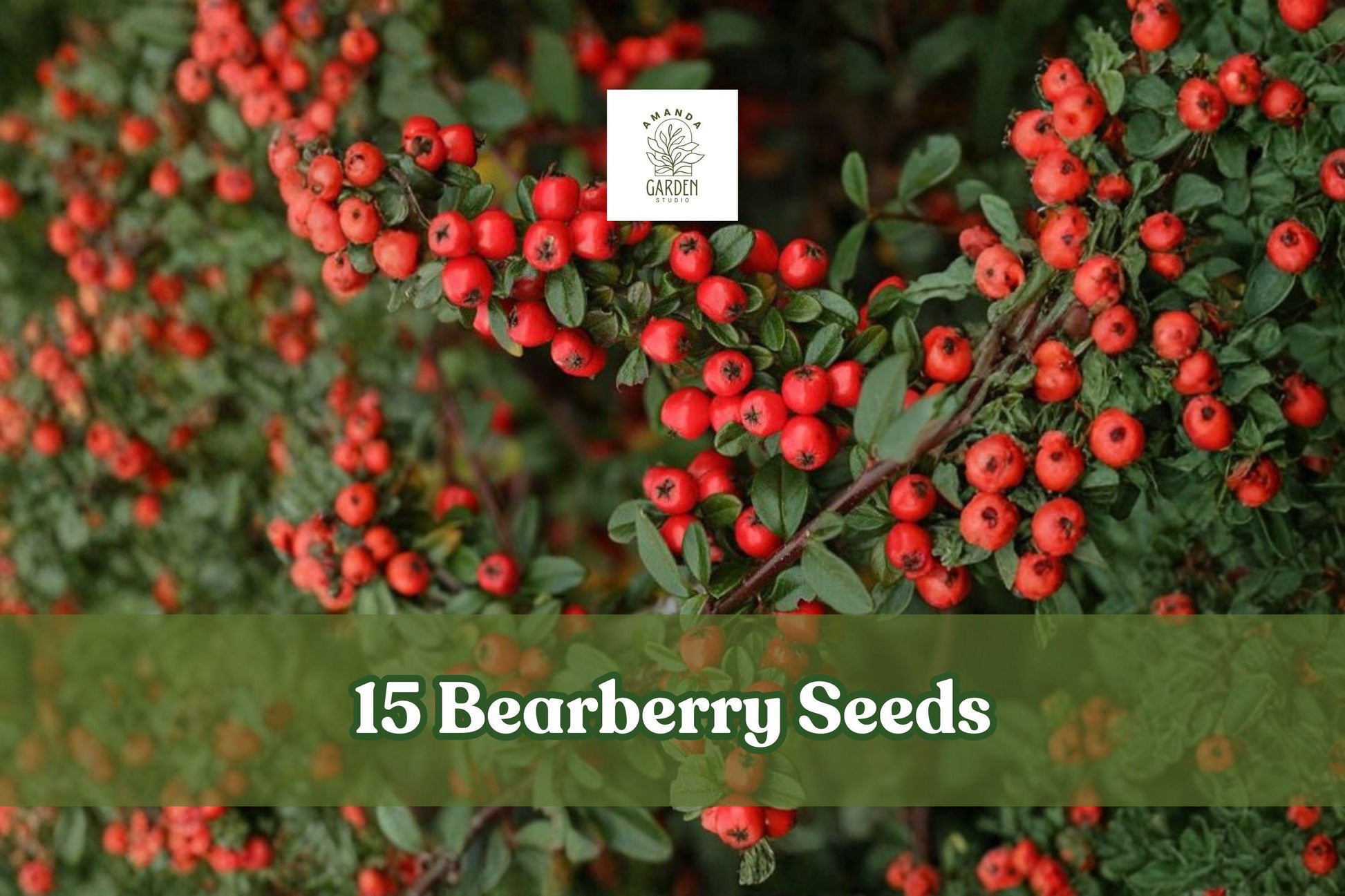Bearberry Seeds - 15 Count - Evergreen Ground Cover - Arctostaphylos uva-ursi - Pinkish-White Flowers & Red Berries